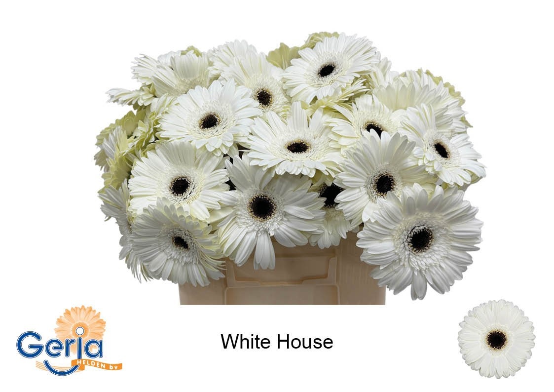 Ge Gr White House