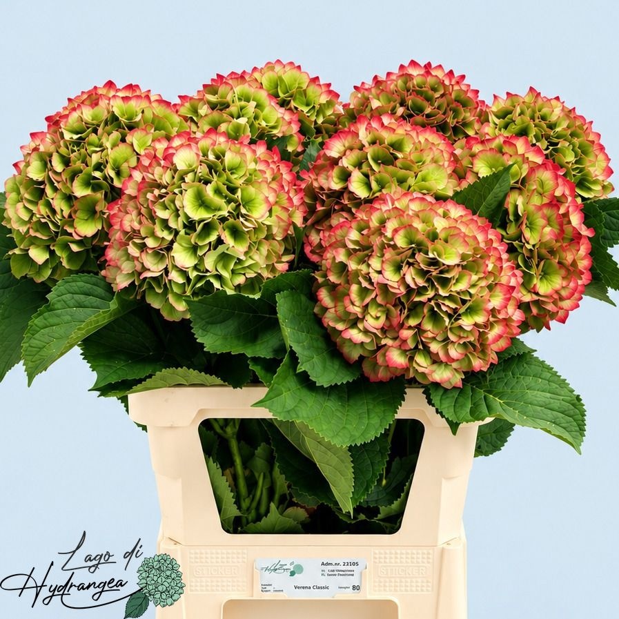 Hydrangea Verena Classic Pink 80cm 22Ø