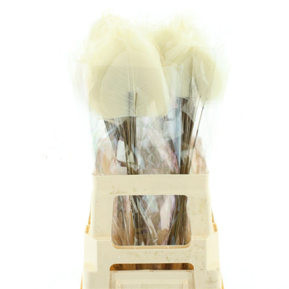 Dried Miscellaneous 60cm