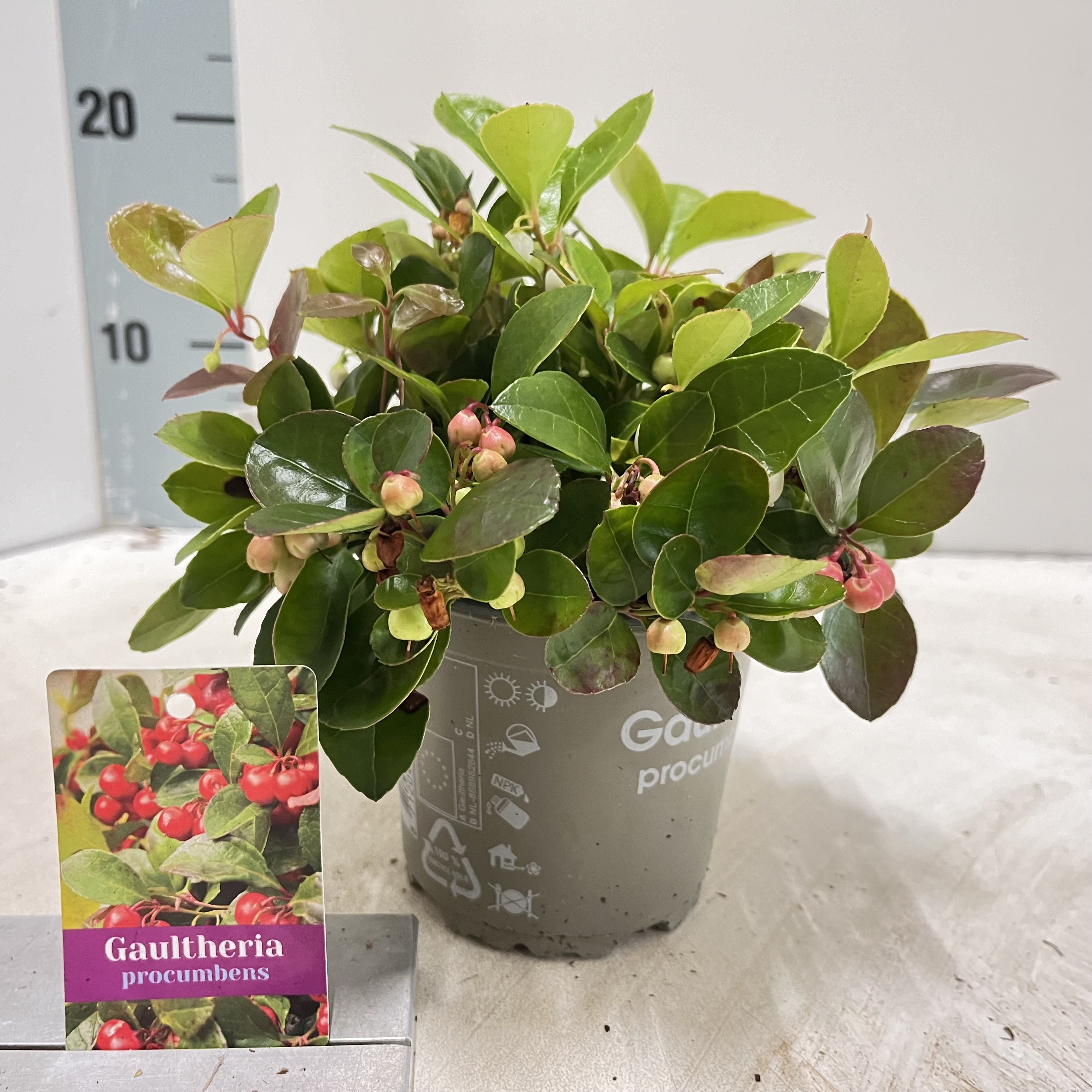 Picture of Gaultheria procumbens