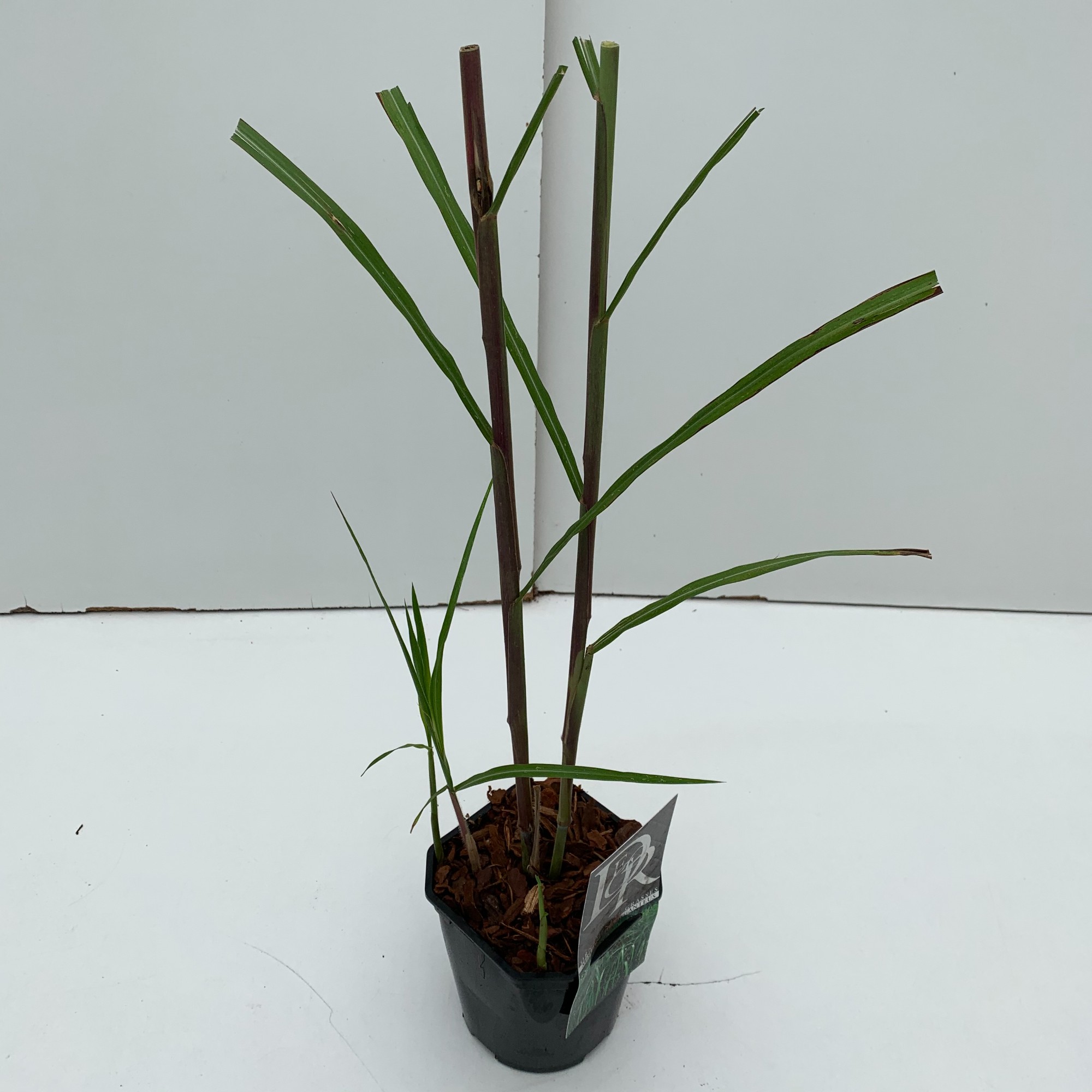 Picture of Miscanthus Giganteus P17 (2 Ltr) Square