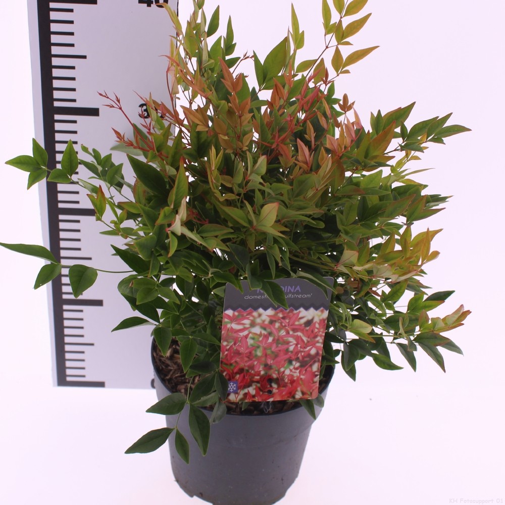 Picture of Nandina domestica 'Gulfstream'