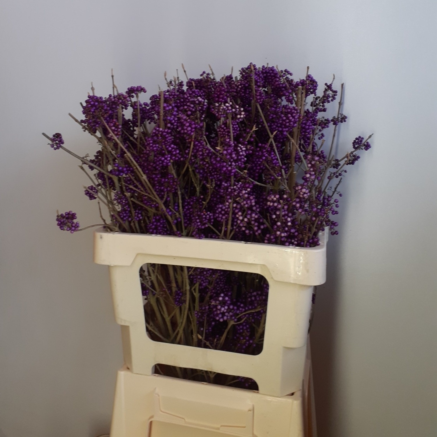 Callicarpa Bod Giraldi(imp) 60cm