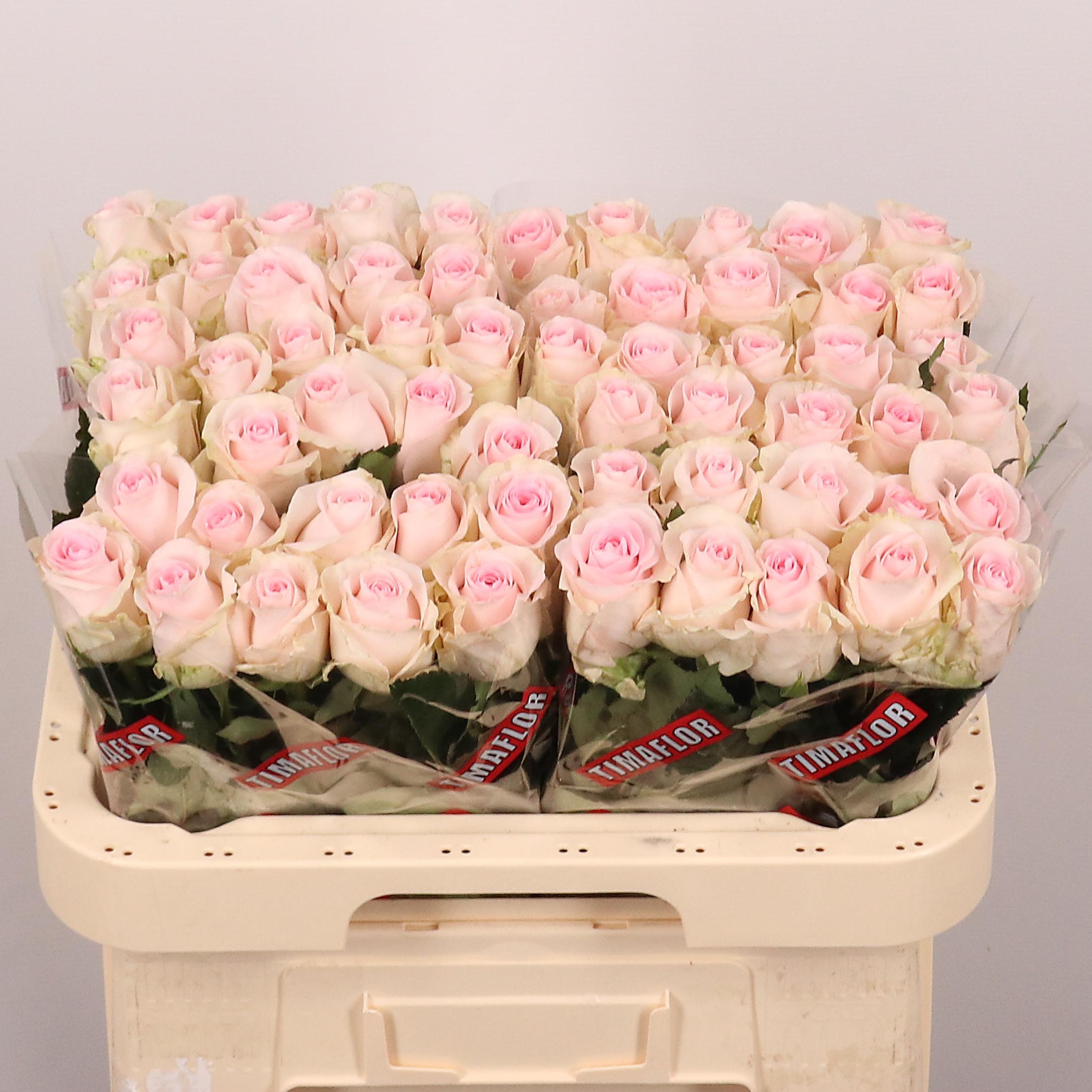Rosa Revival Sweet 60cm