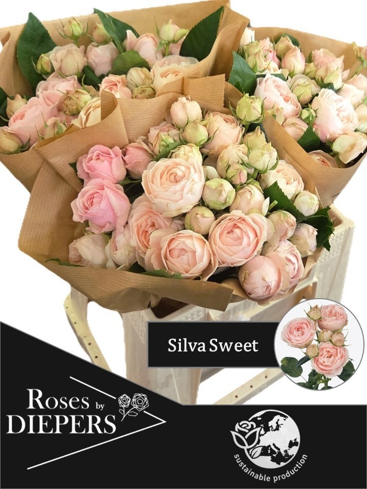 R Tr Silva Sweet+