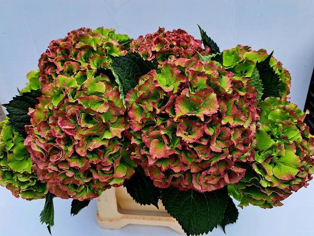 Hydrangea Roy Impr Classic B 50cm 24Ø