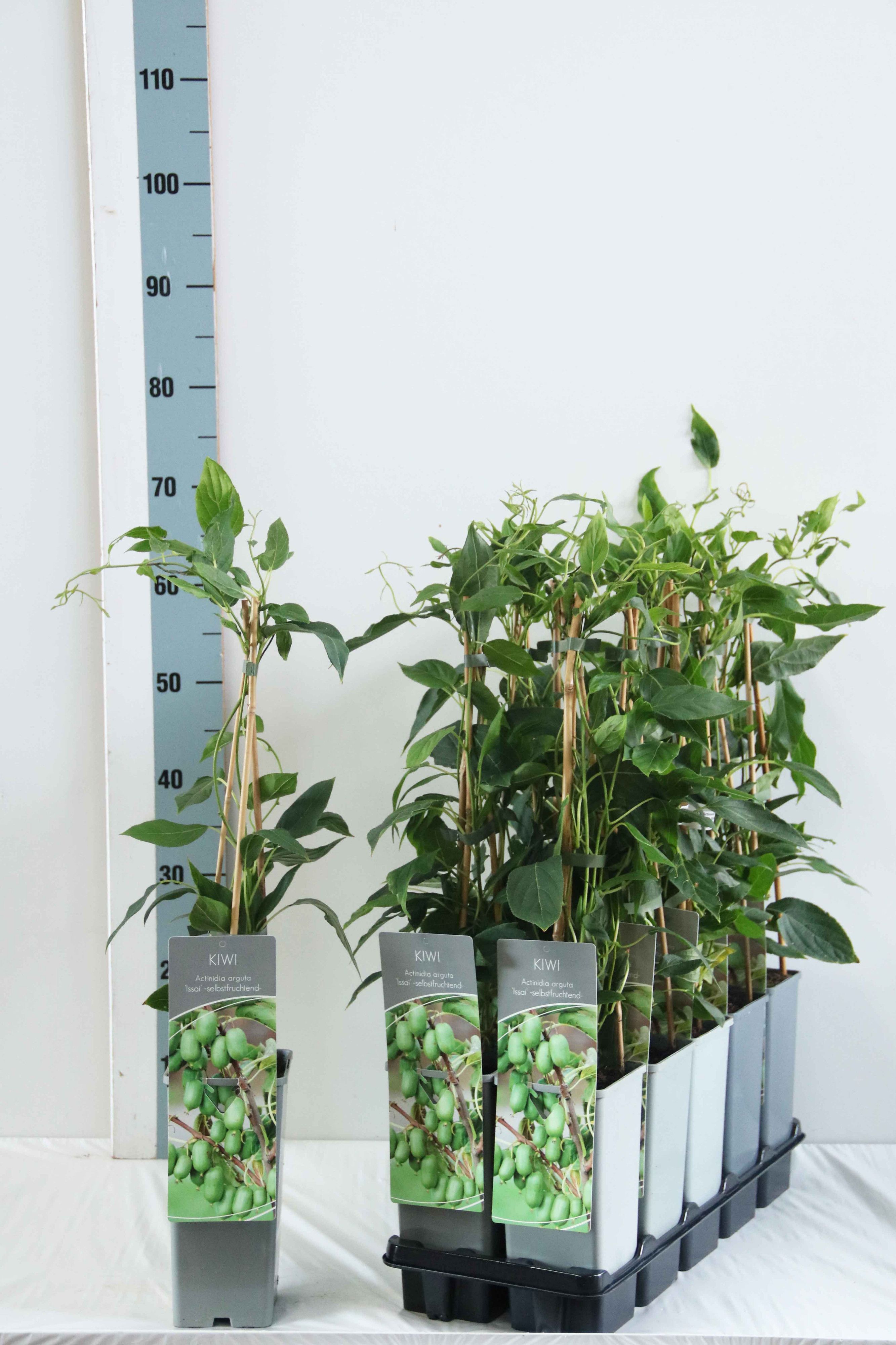 Actinidia arguta 'Issai'