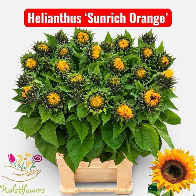 Helianthus Sunrich Or 80cm