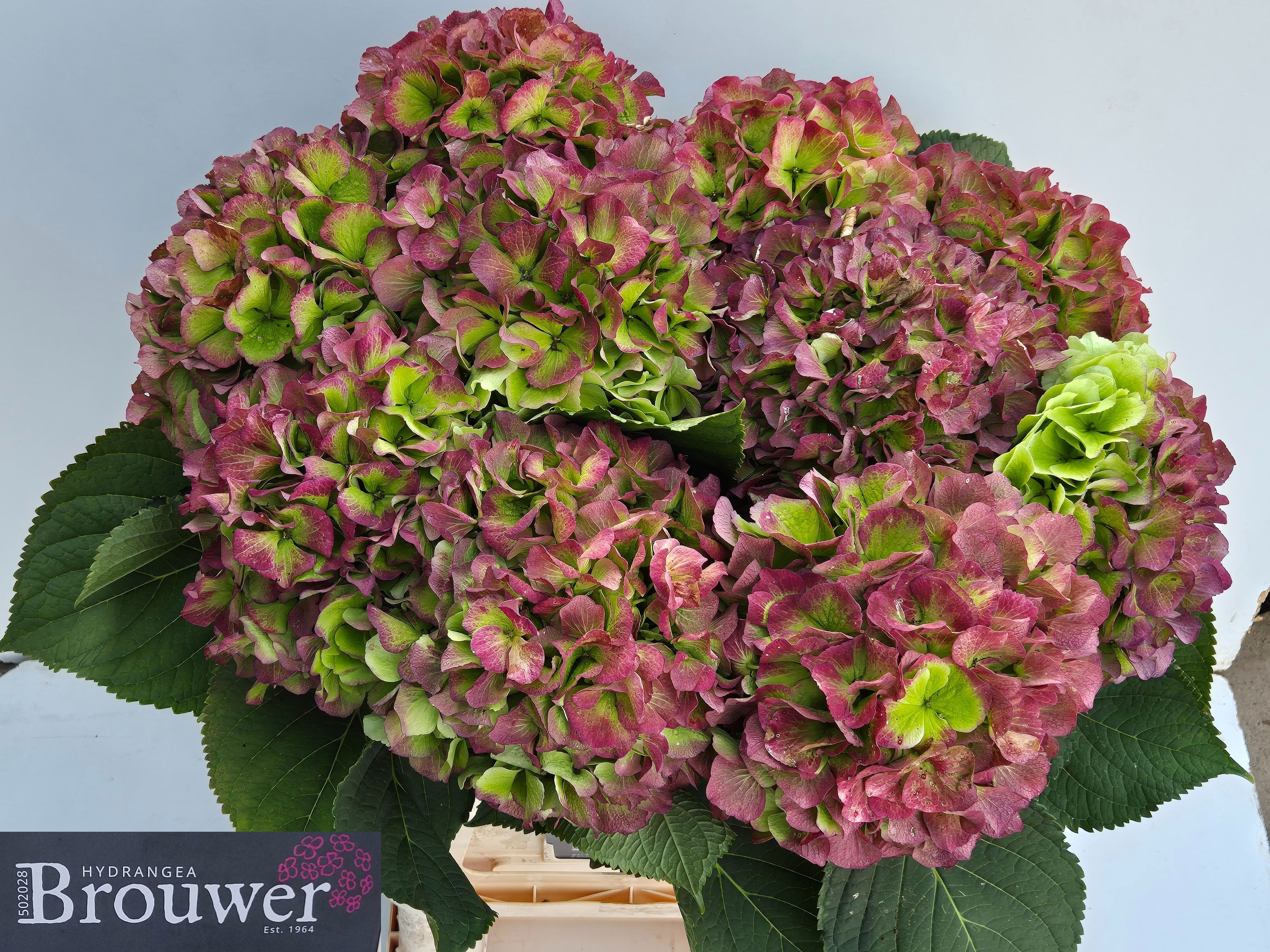 Hydrangea Verena Classic Pink 80cm 24Ø