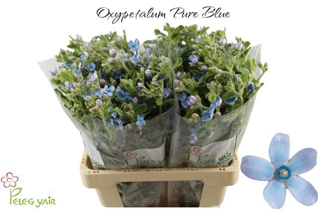 Oxypetalum Coeruleum 60cm
