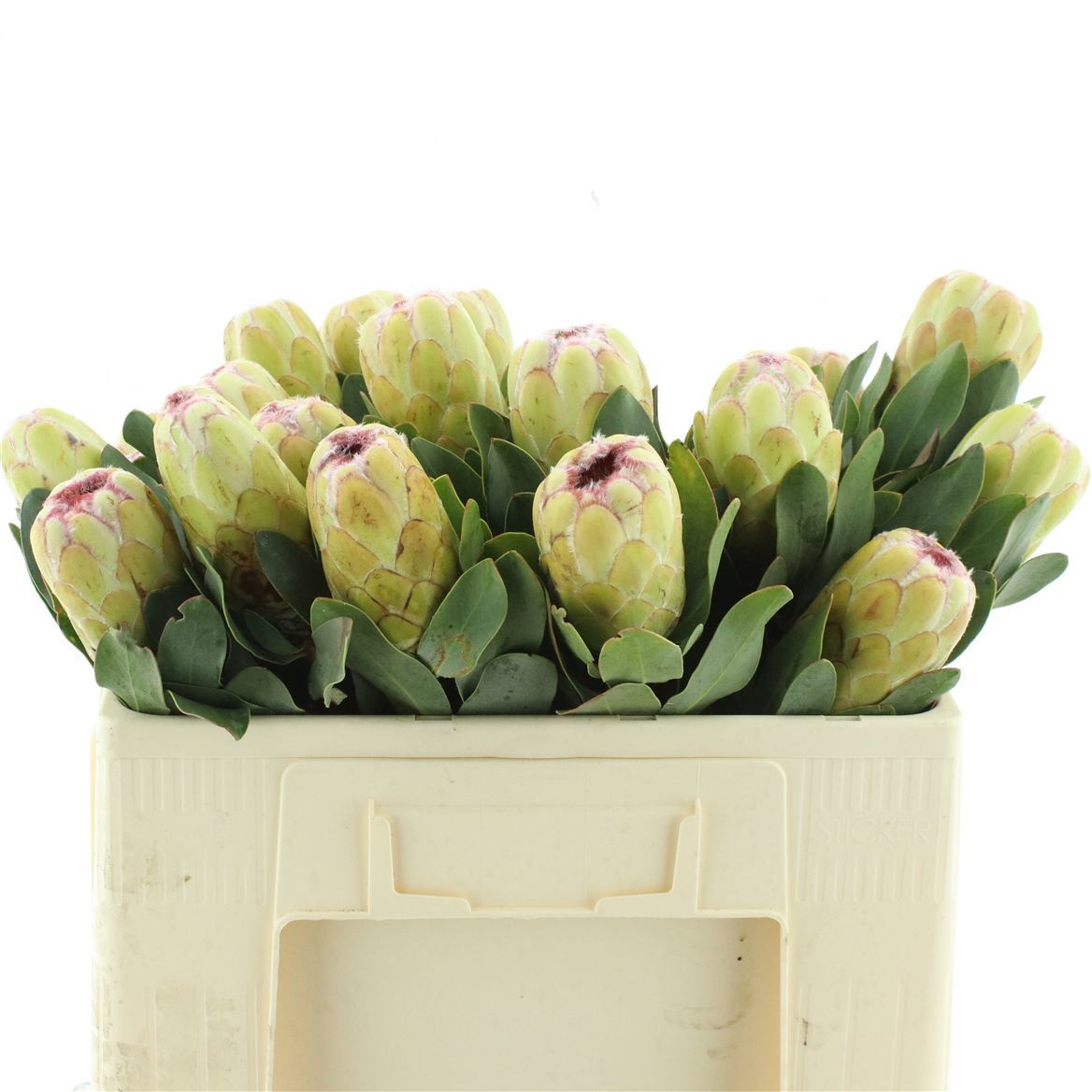 Protea Grandicolor 50cm