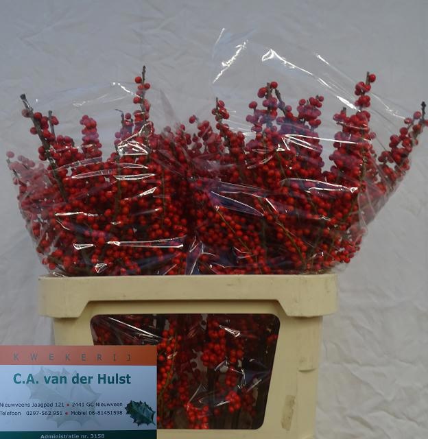 Ilex Verticlilata 80cm