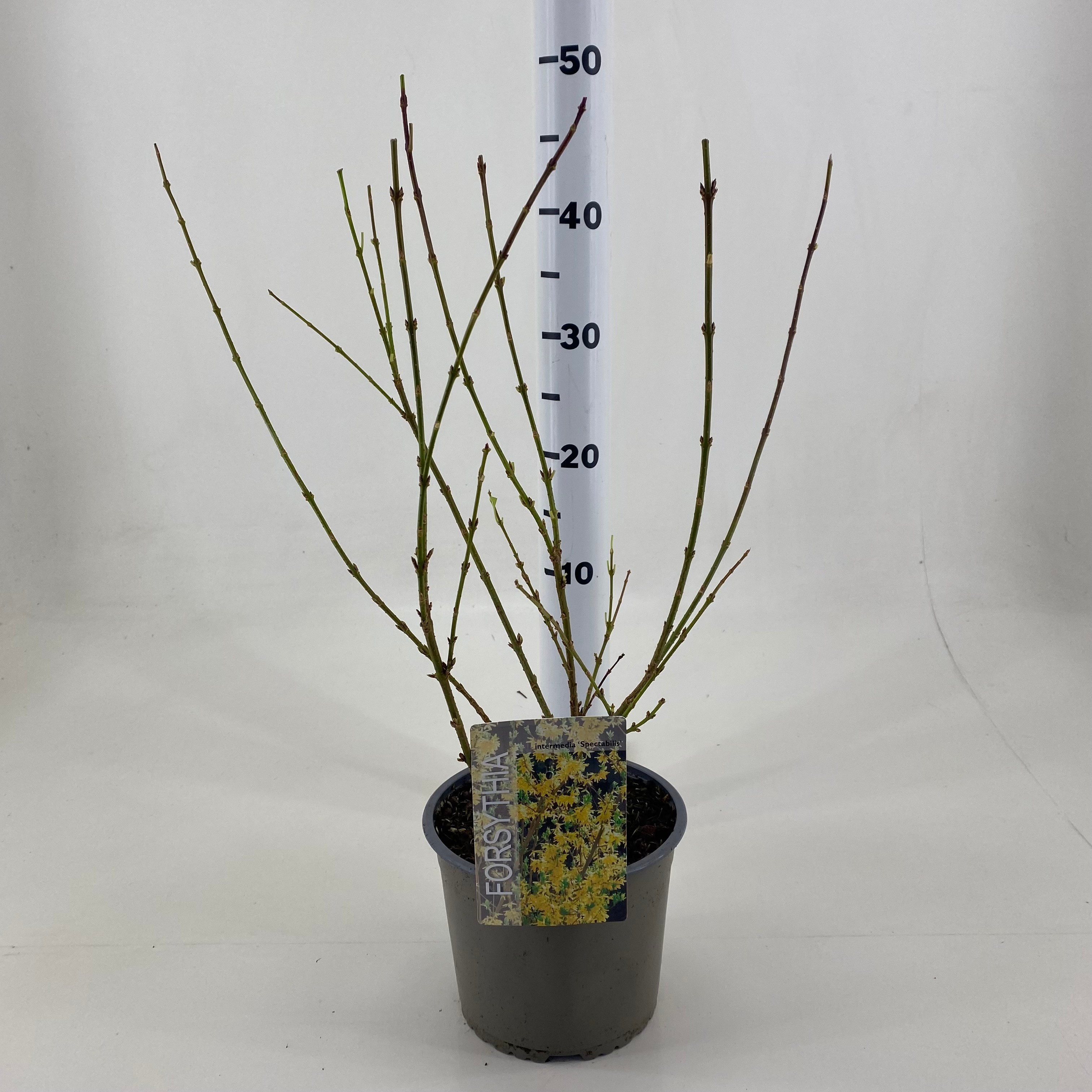 Picture of Forsythia intermedia Spectabilis P19 (3 Ltr)