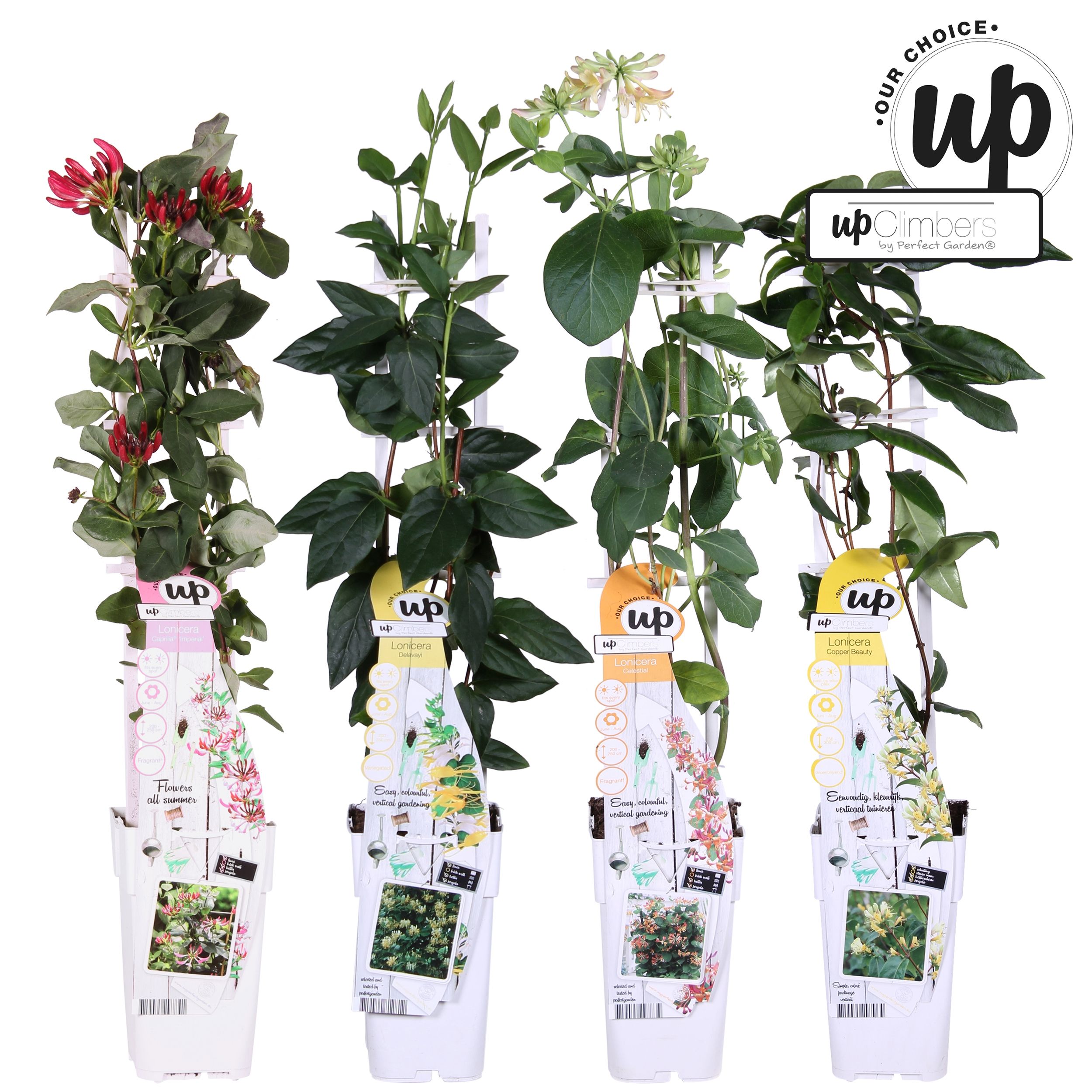 Picture of Lonicera Our Choice mix tray P15