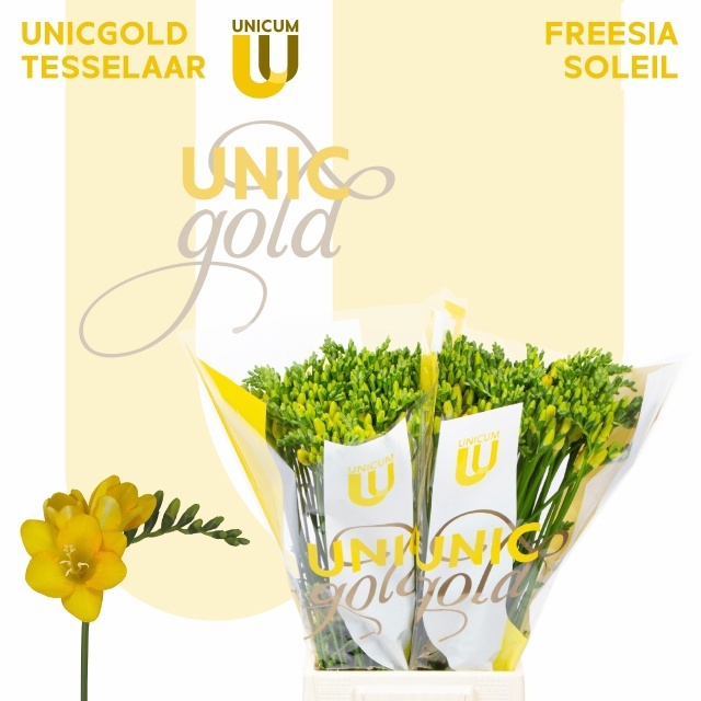 Freesia Double Soleil 50cm 20gram