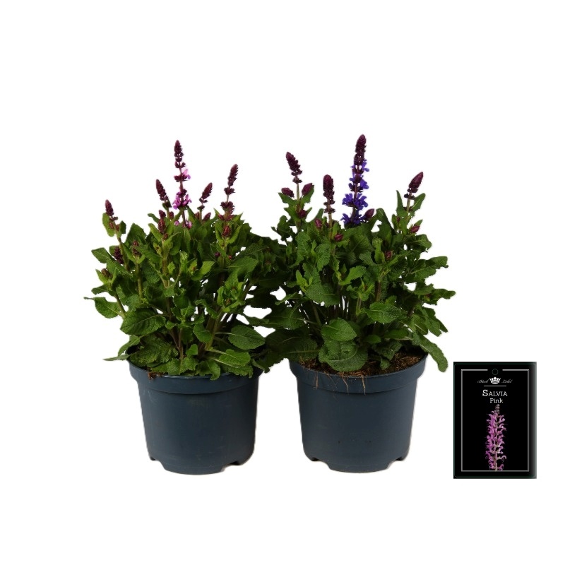 Salvia nemorosa mix