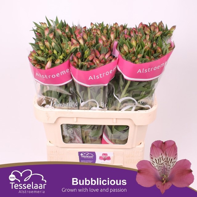 Alstr Bubblicious
