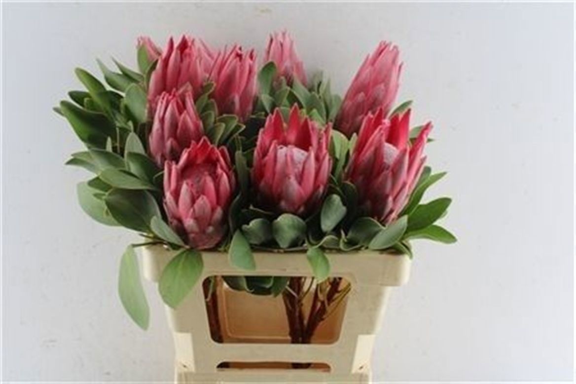 Protea Madiba 60cm
