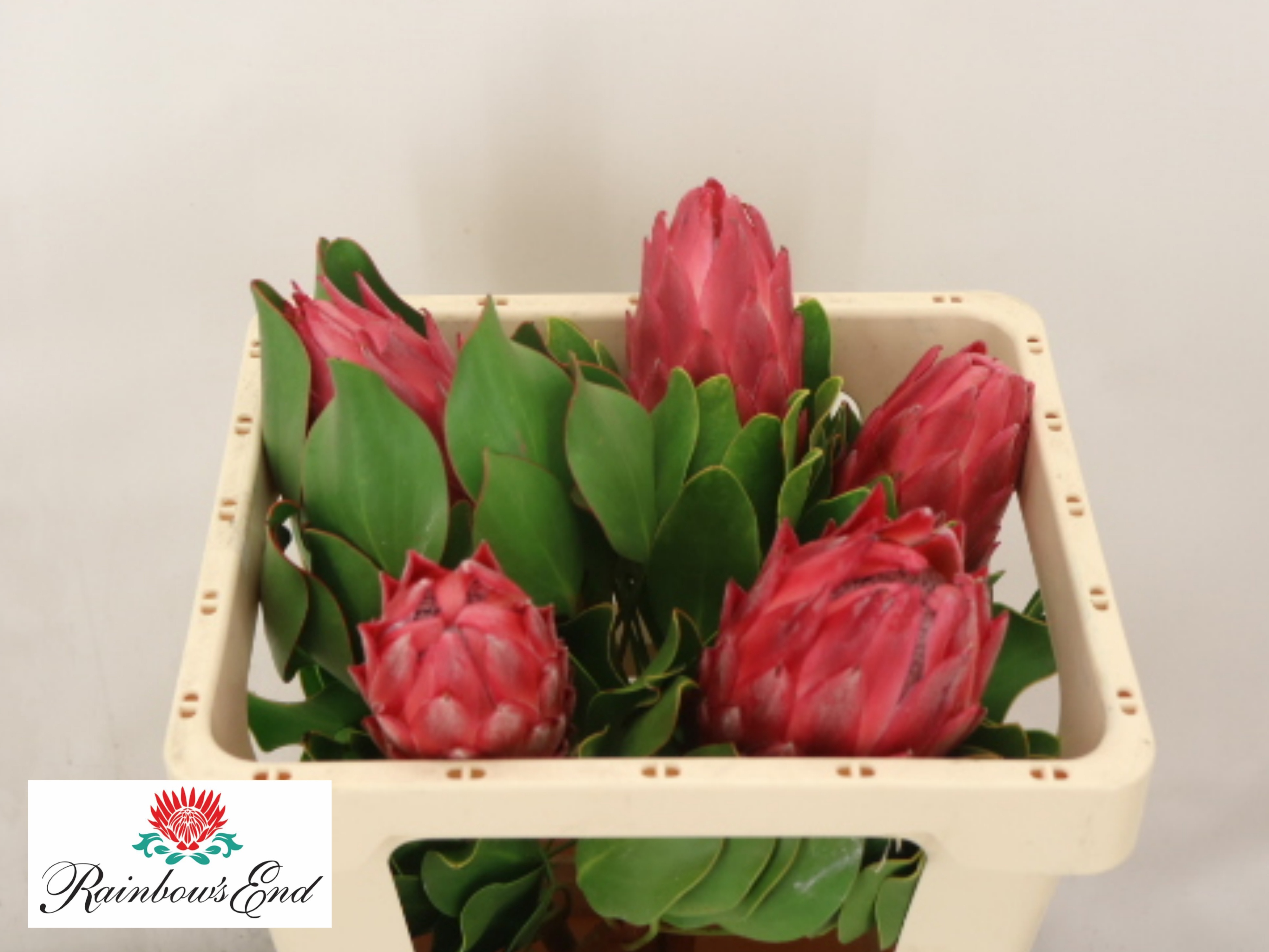 Protea Red Rex 50cm