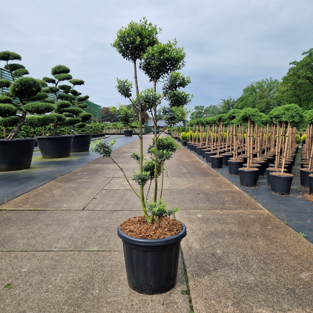 Picture of Ilex crenata Mutchagara C25 100/+ (LOOSE)