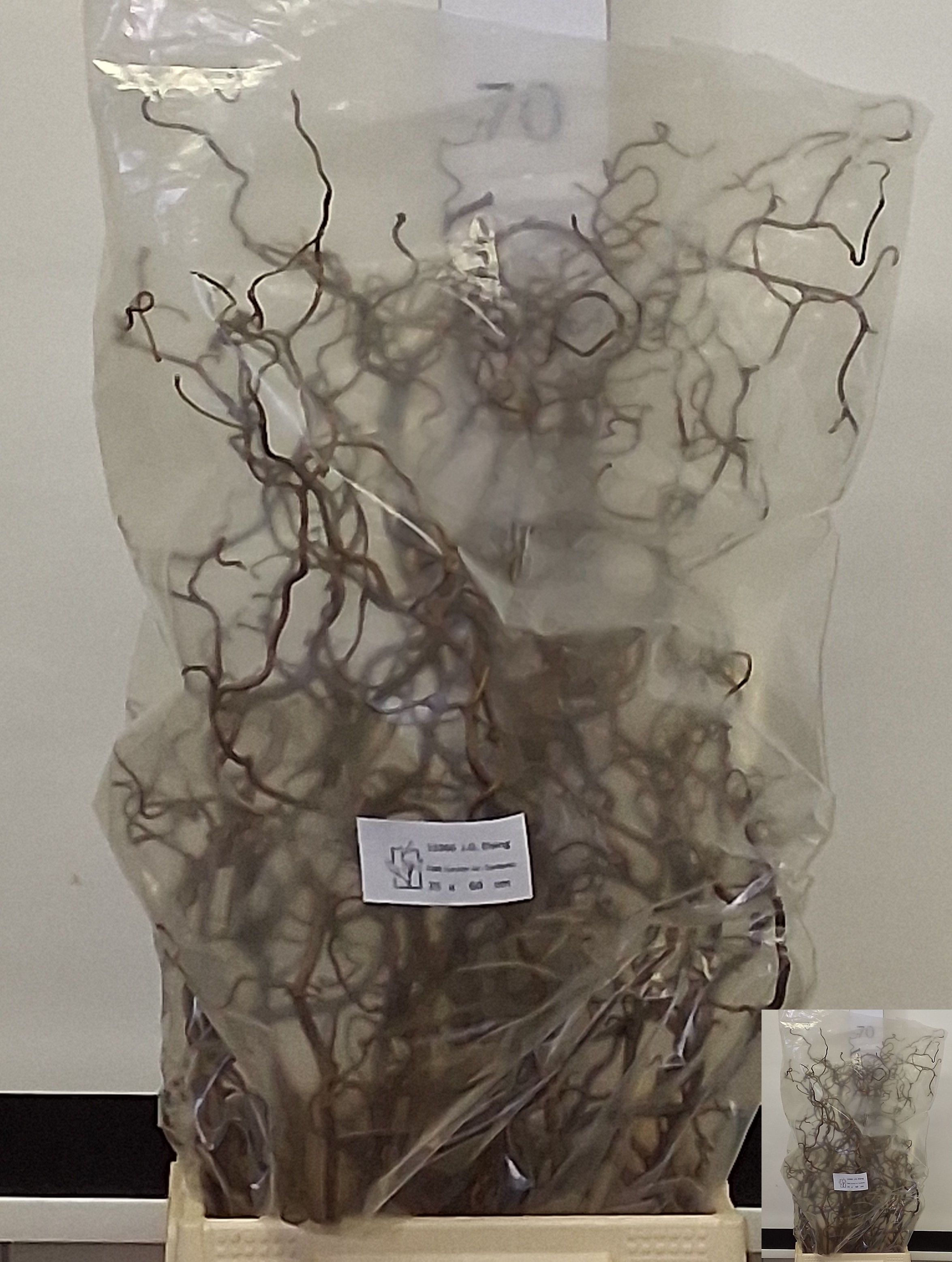 Corylus Avellana Contorta 60cm