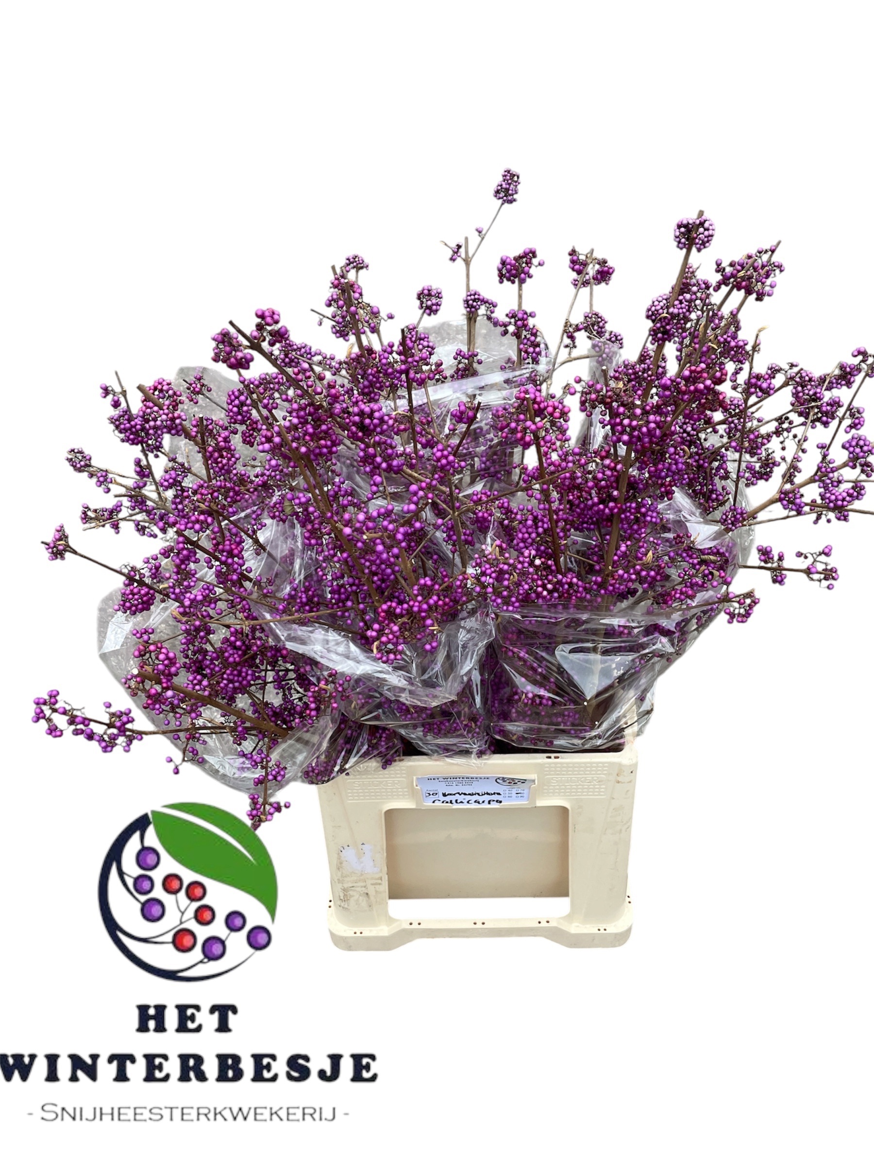 Callicarpa Bod Giraldi(imp) 80cm