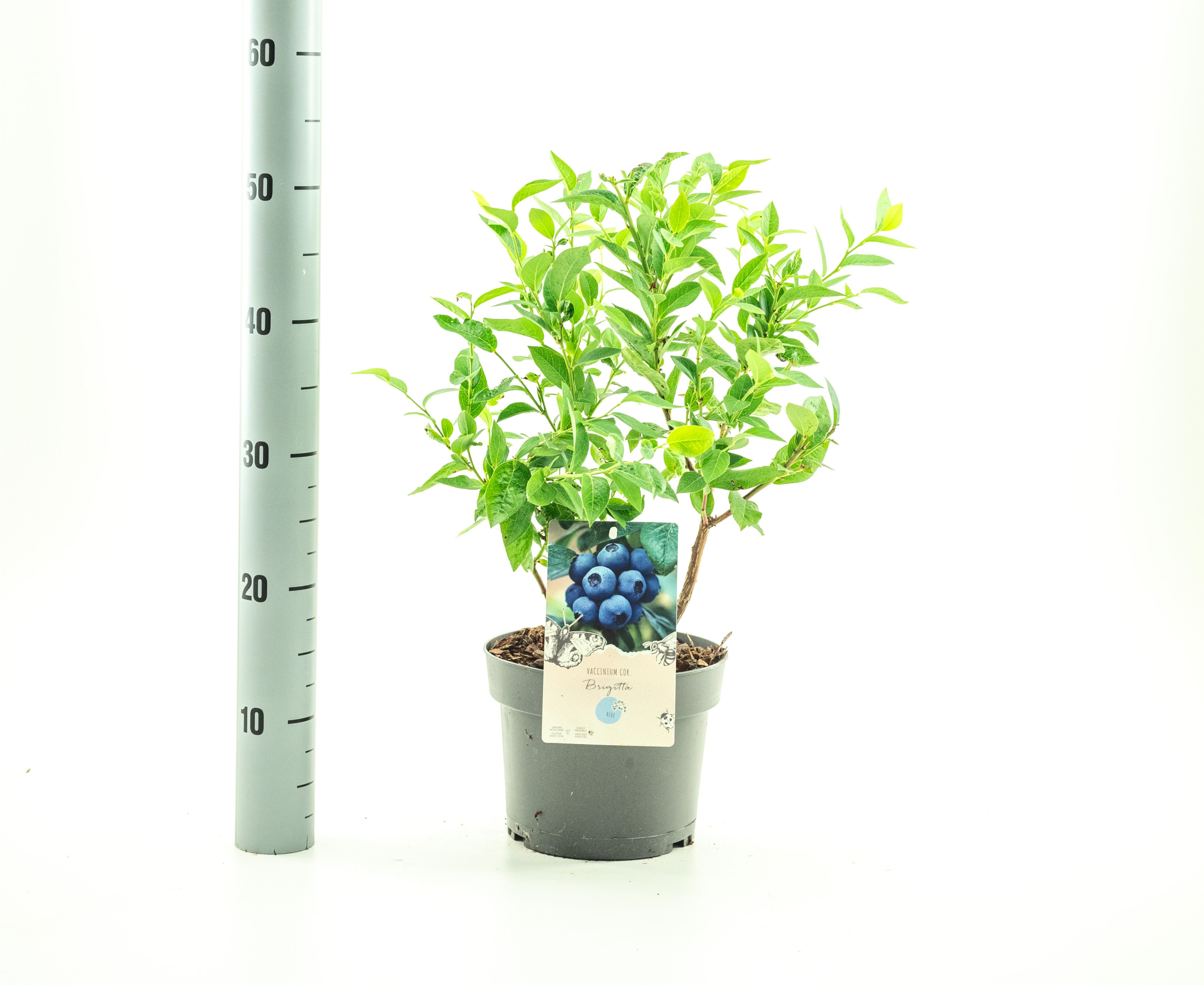 Picture of Vaccinium cor. Brigitta Blue P19 (3 Ltr) (LOOSE)