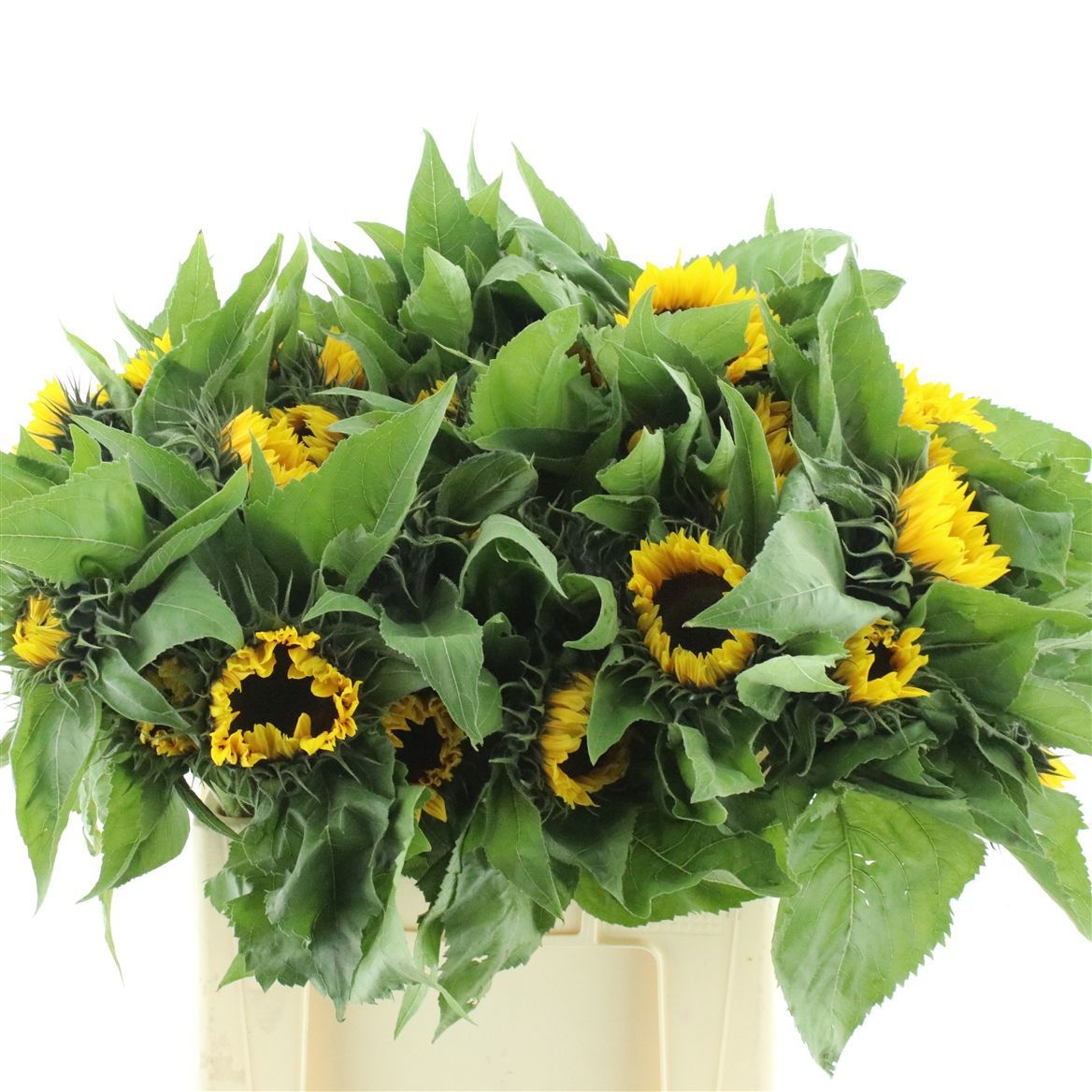 Helianthus Sunrich Or 60cm 12Ø