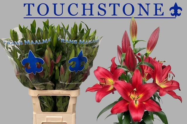 Li Ot Touchstone