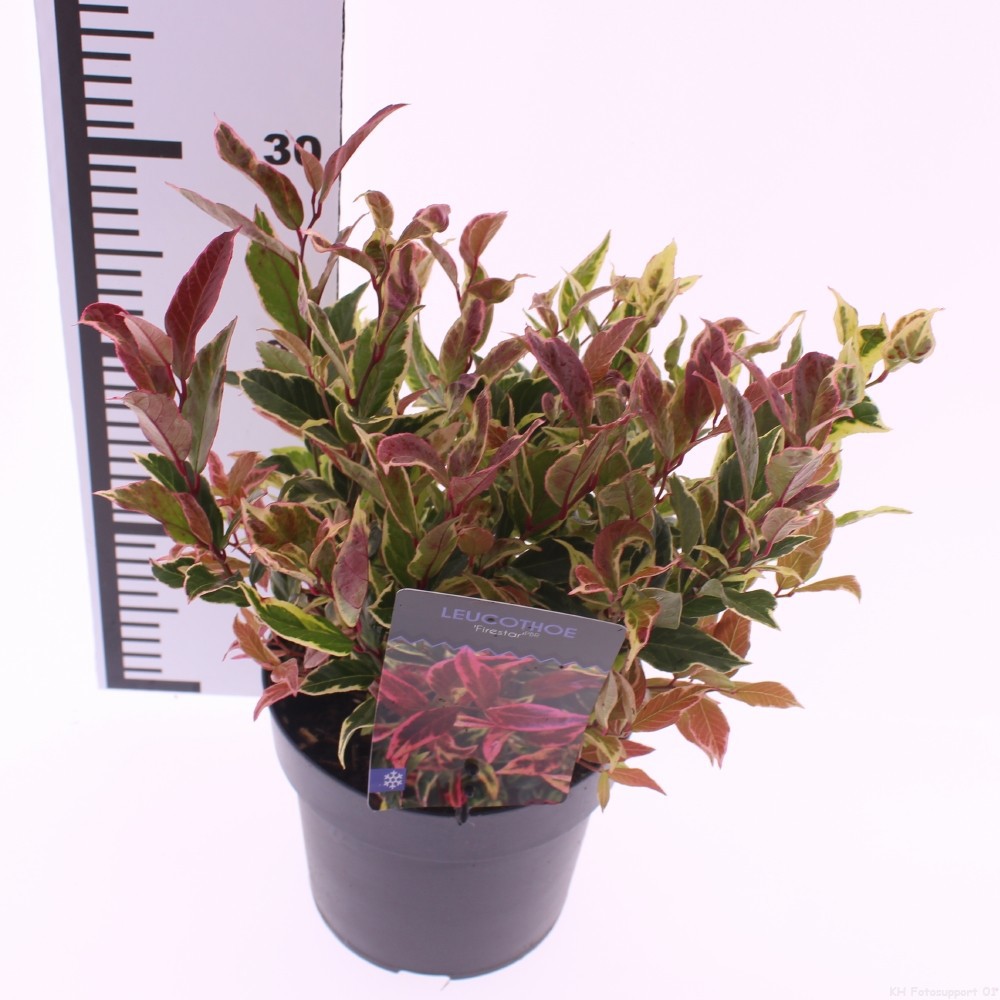 Picture of Leucothoe 'Firestar' PBR