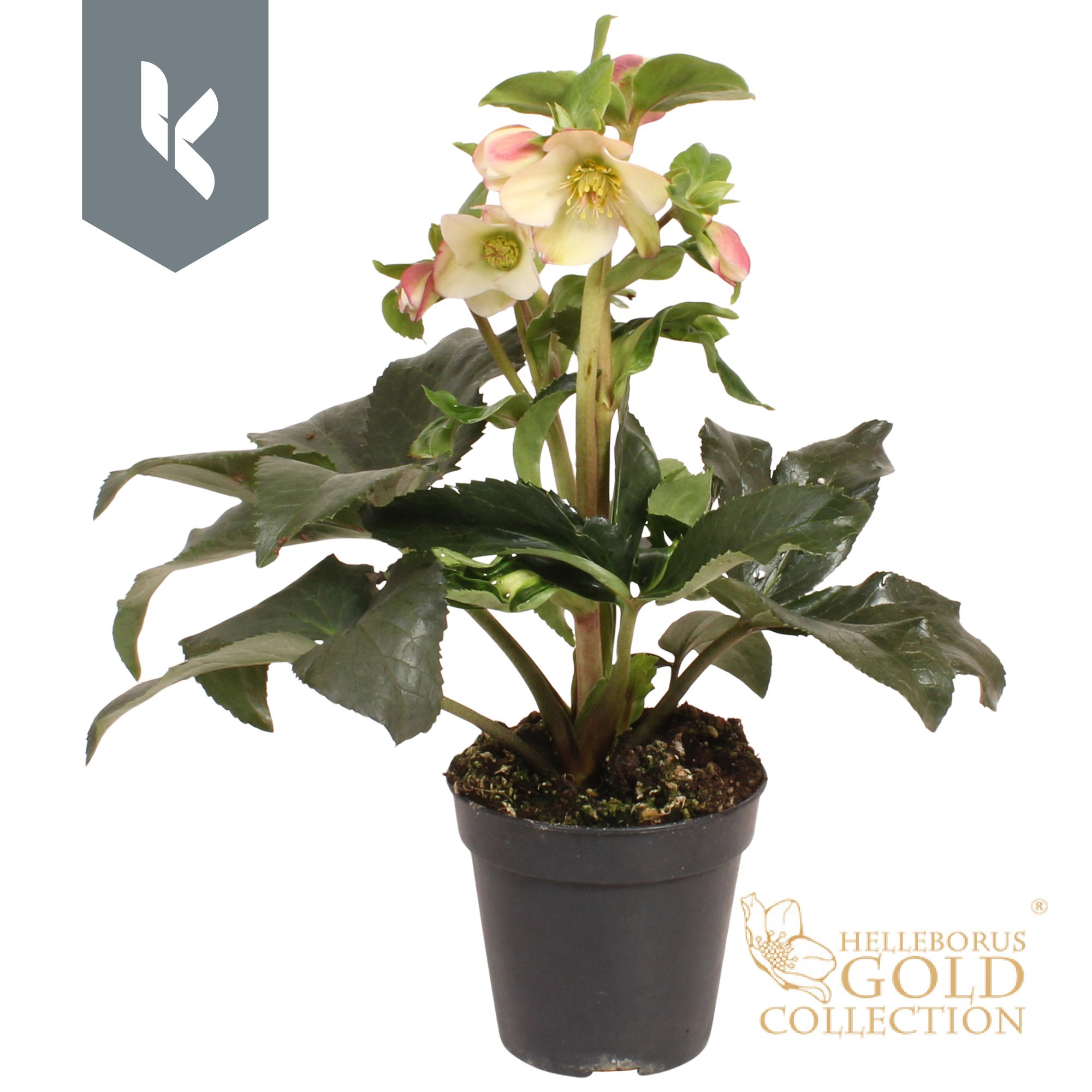 Hgc Helleborus Ice N Roses Early Sparkle
