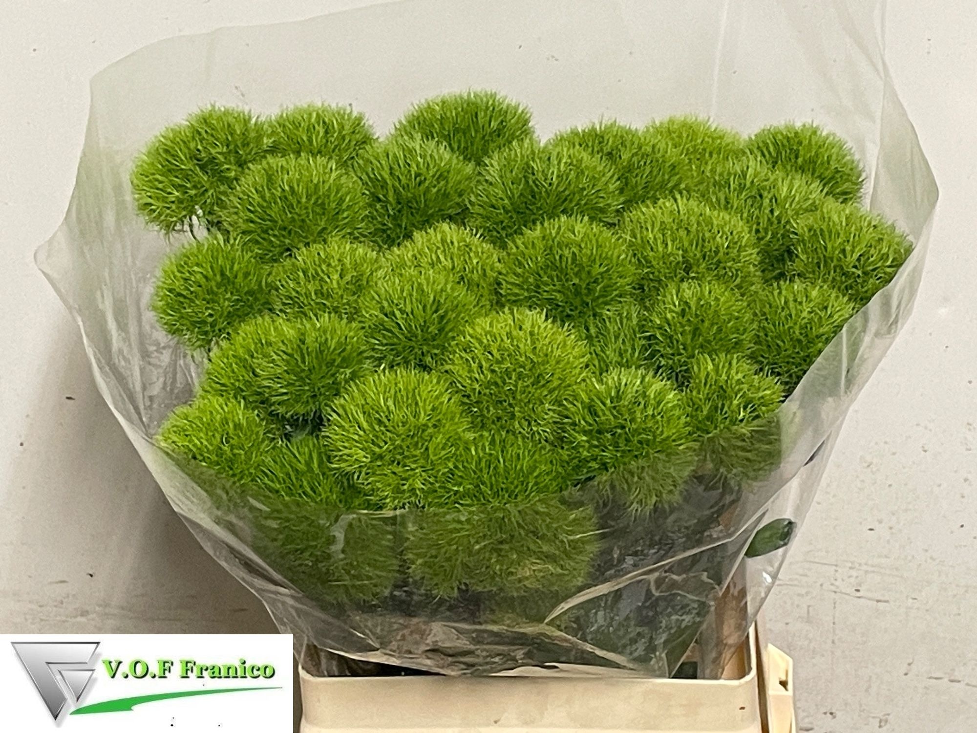 Dianthus Barb Green Trick 60cm