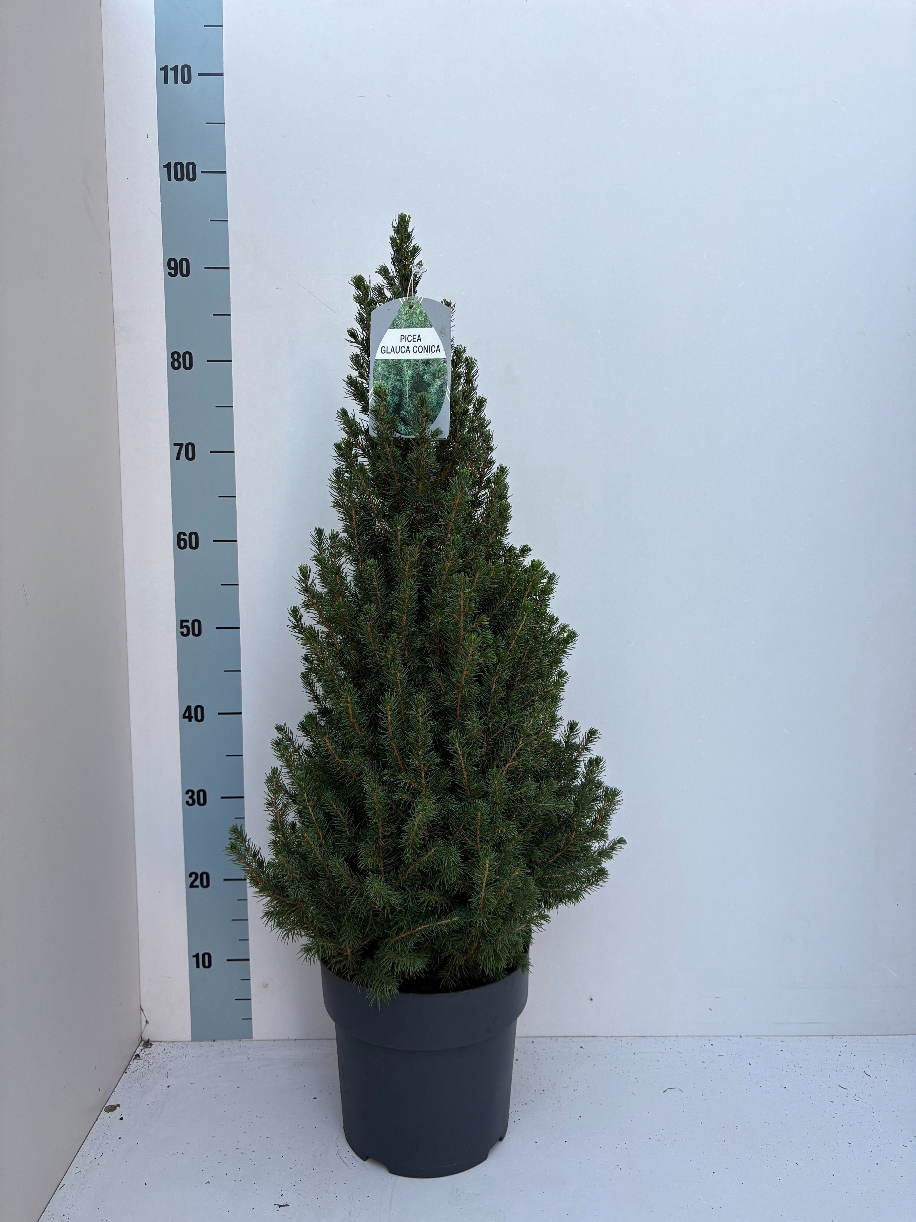Picea Gl December 20Ø 90cm