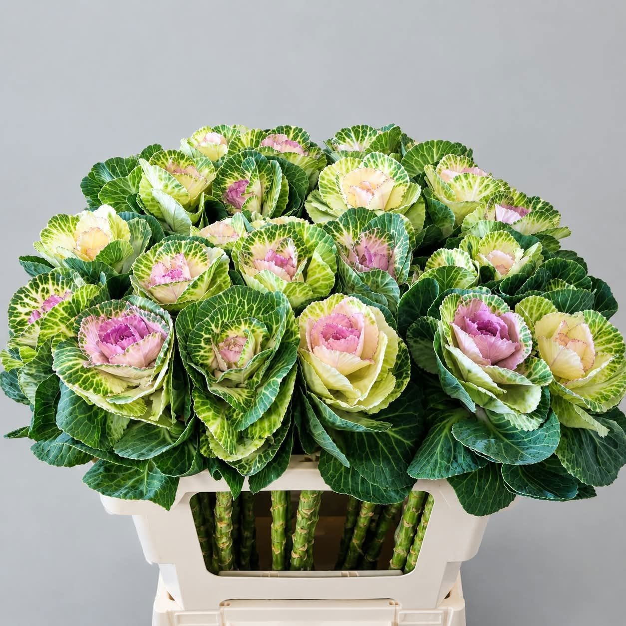 Brassica Crane Bicolour 50cm
