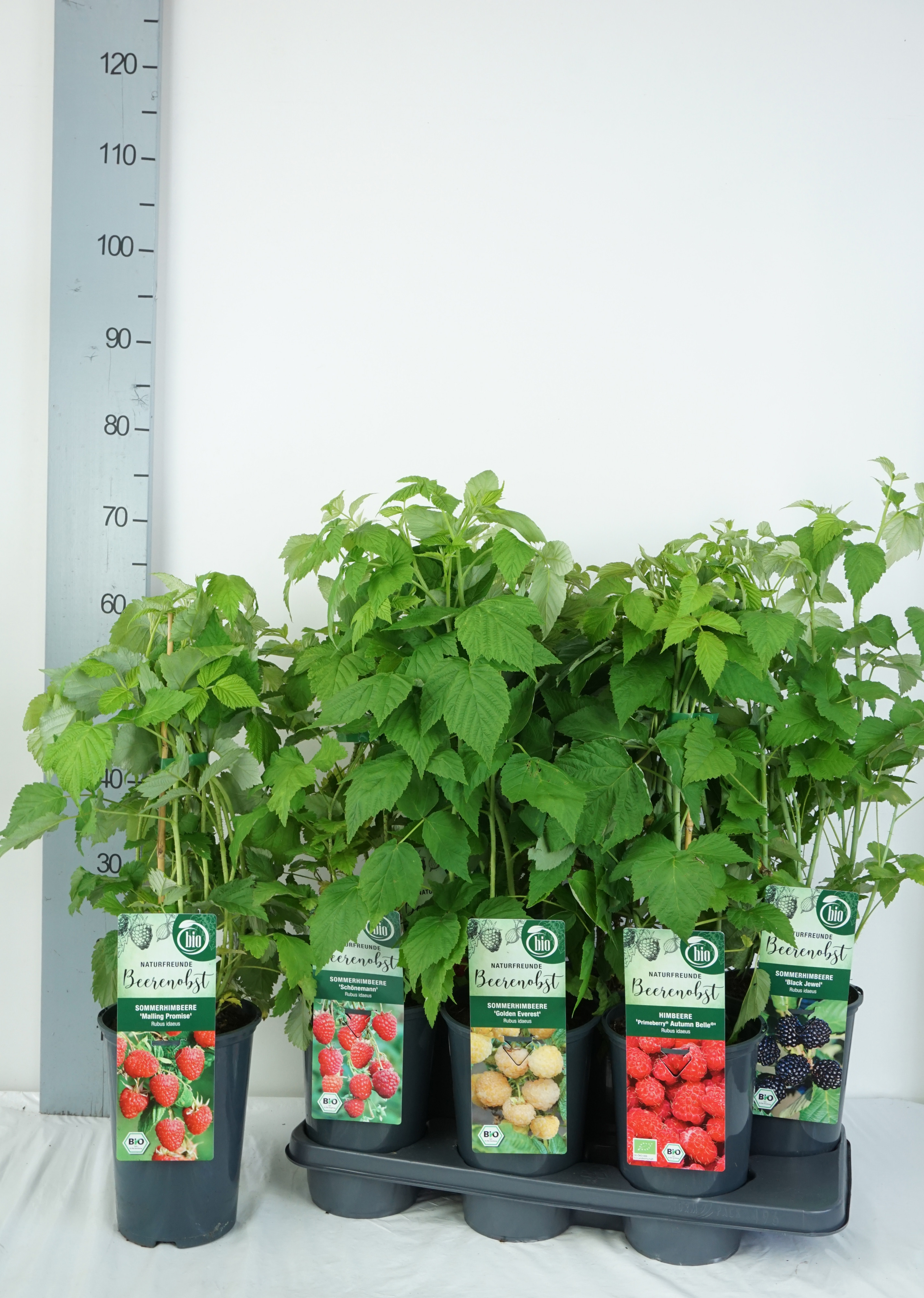 Rubus BIO Rubus idaeus in varieties DE-ÖKO-006