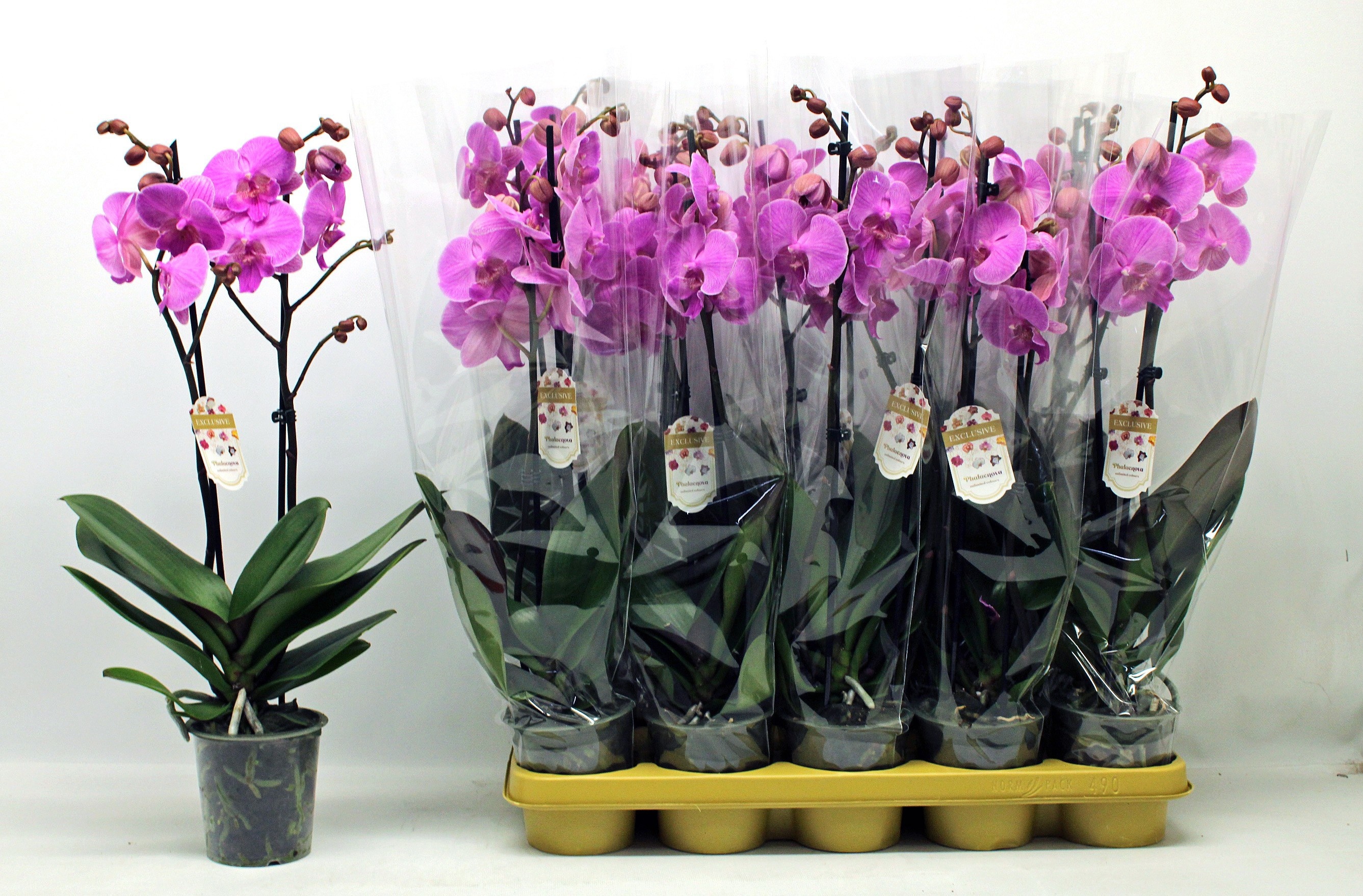 Phal Ov Paars 12Ø 60cm