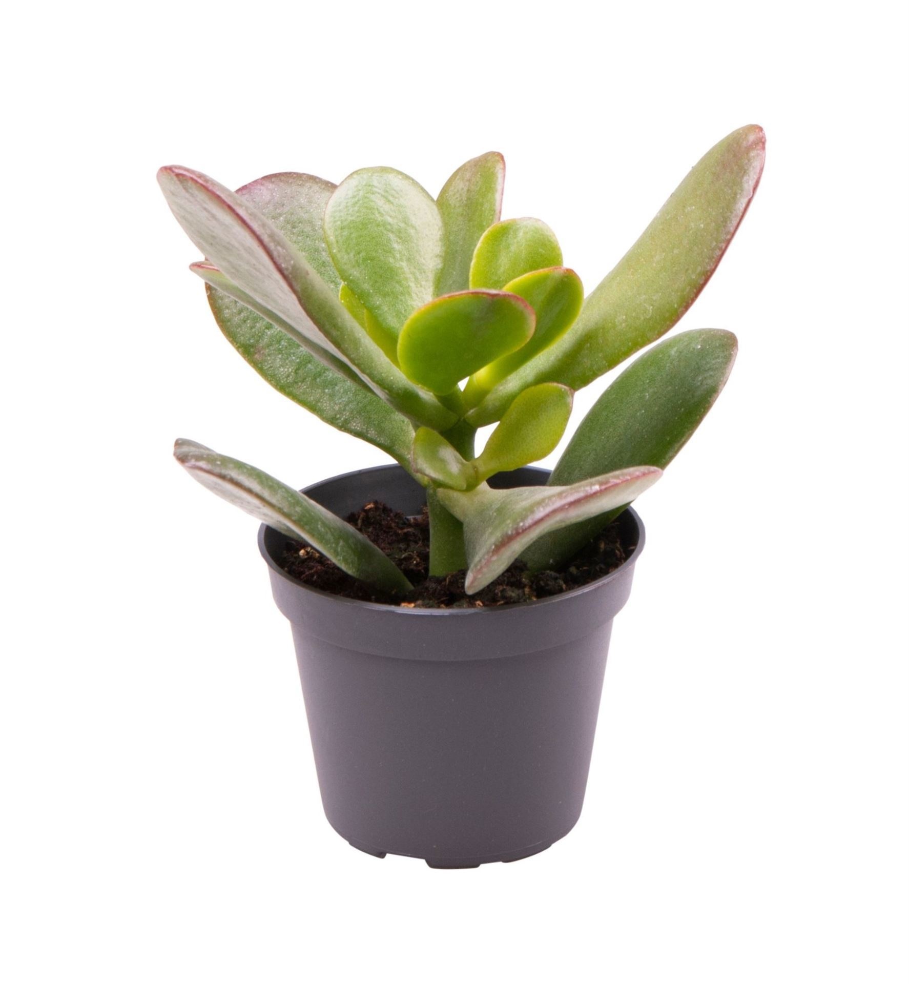 Crassula ovata