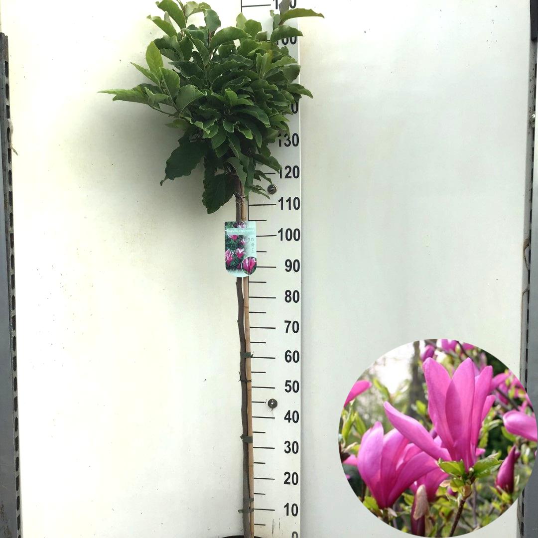 Picture of Magnolia Susan P29 (10 Ltr) 120/STD