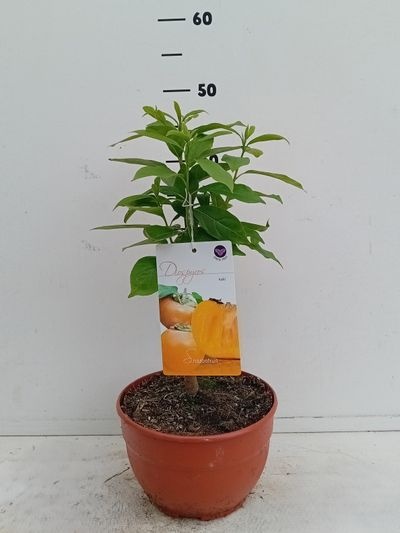 Diospyros lotus