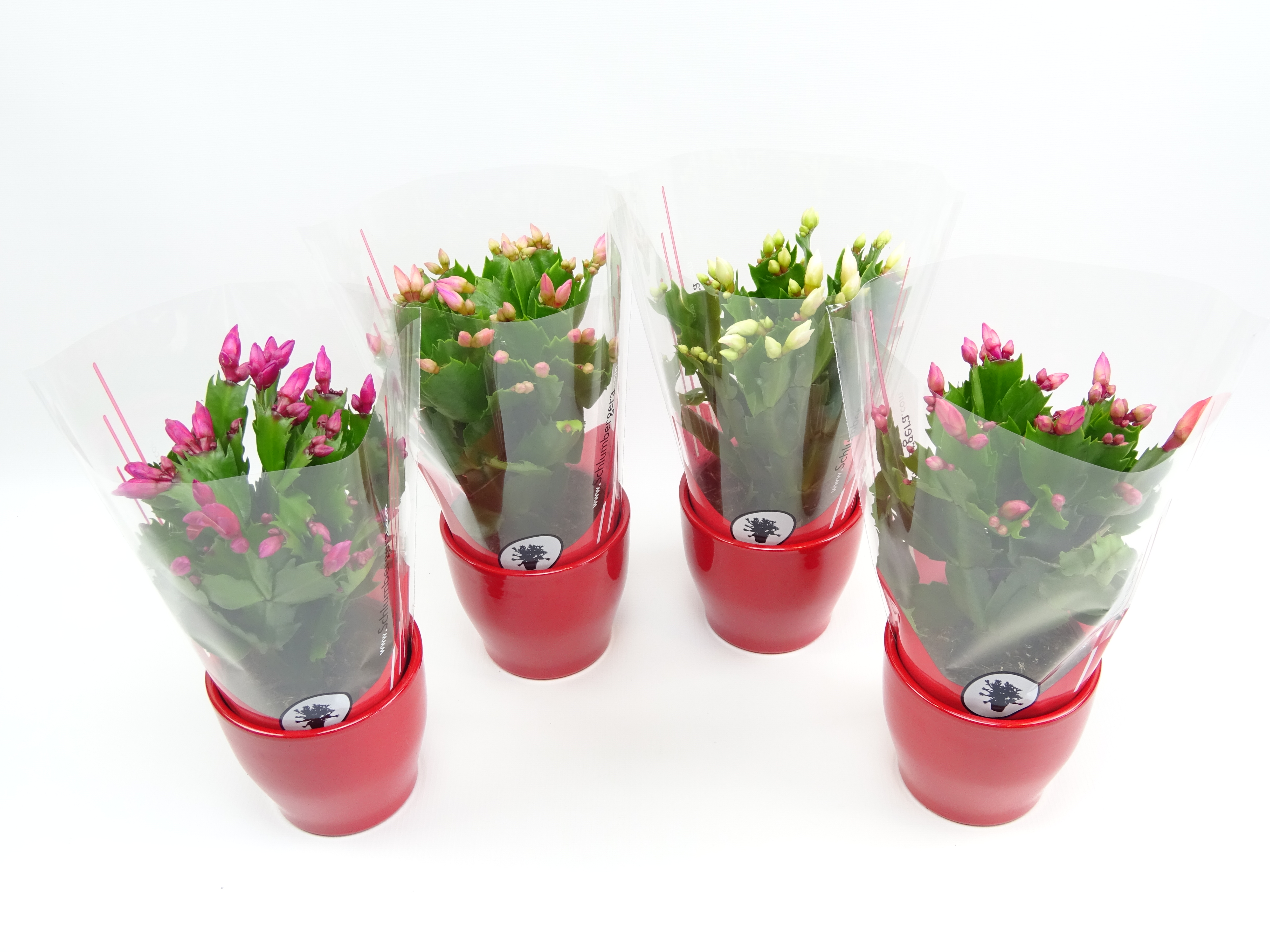 Picture of Schlumbergera truncata in varieties in red ceramic P9 20CM