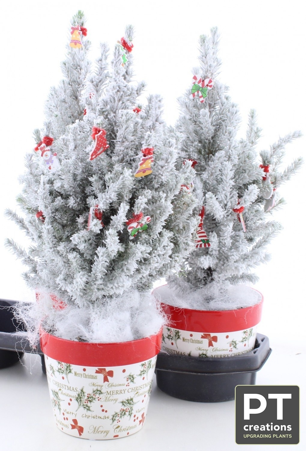 Picea Gl Perfecta 17Ø 53cm