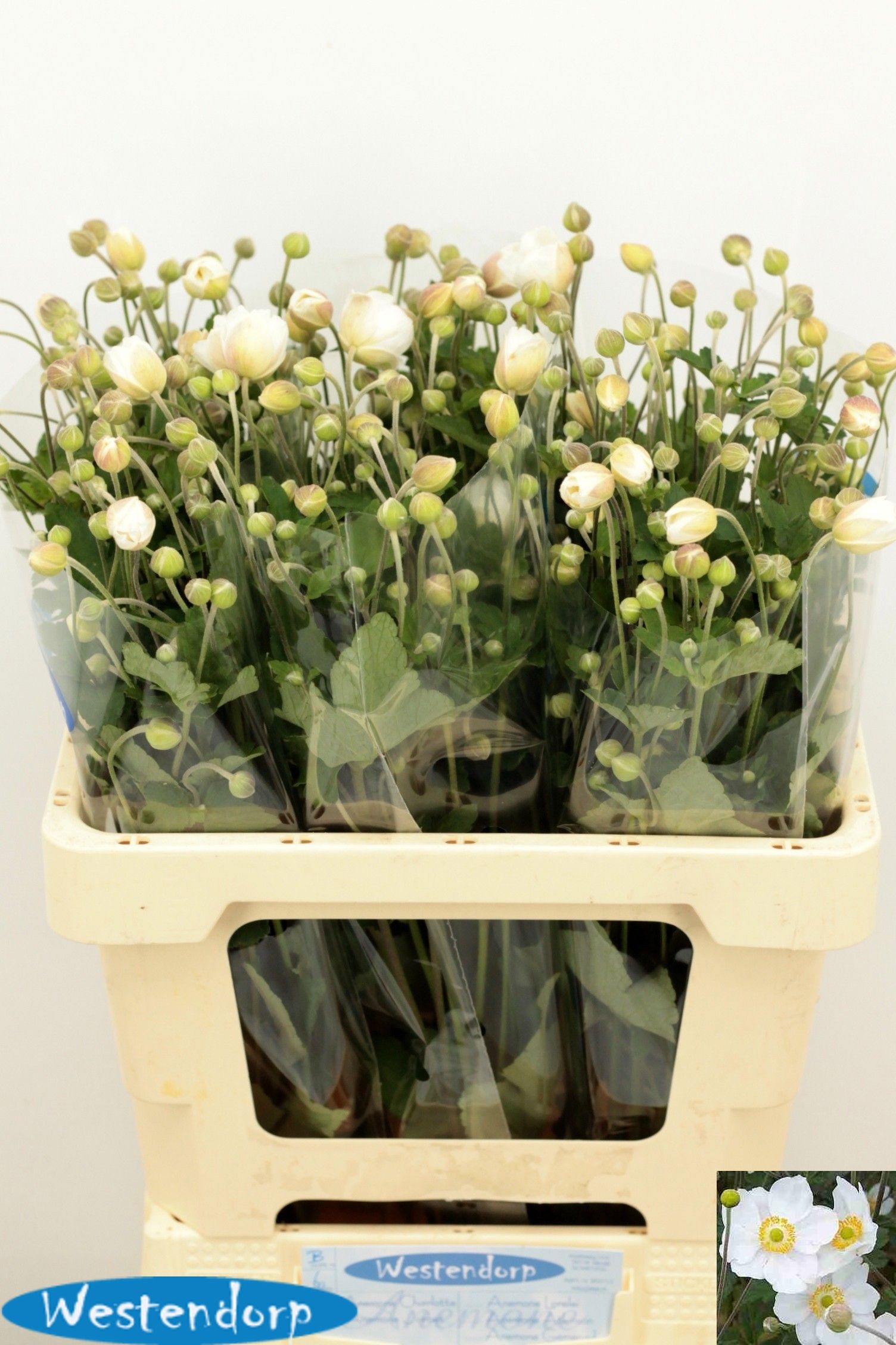 Anemone 60cm