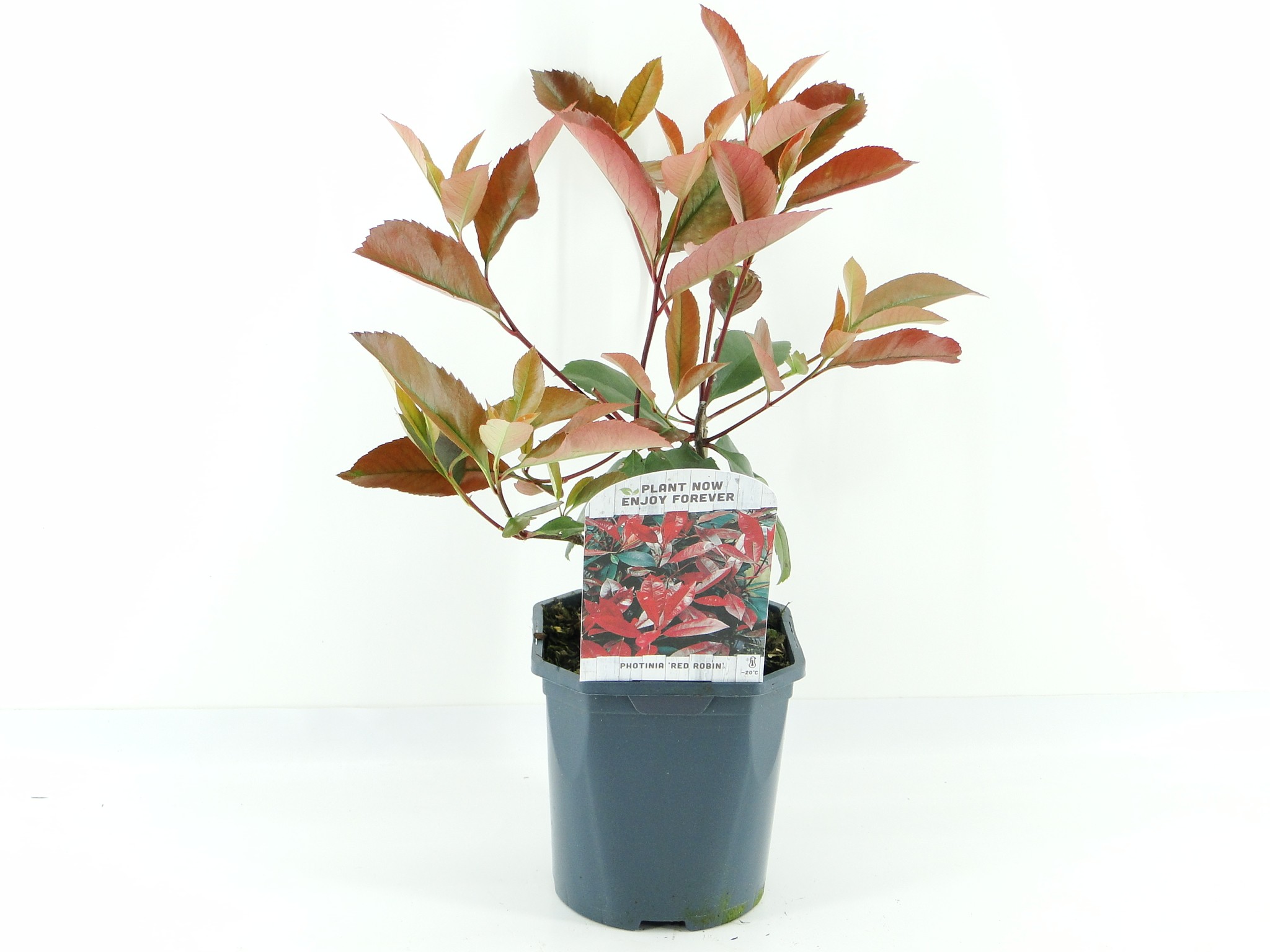 Picture of Photinia fras. Red Robin