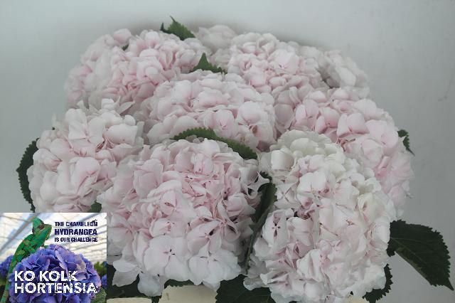 Hydrangea Sweet Verena 50cm 19Ø