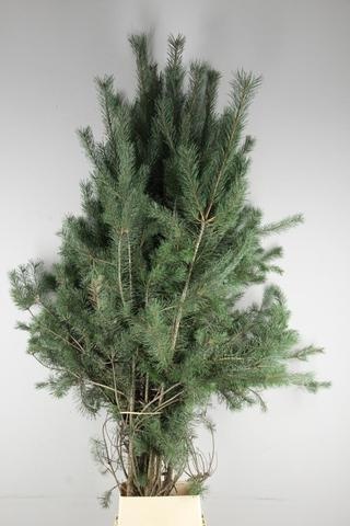 Pinus Alaska 180L.cm