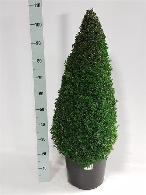 Buxu Sempervirens 35P 110H 45Ø Cm