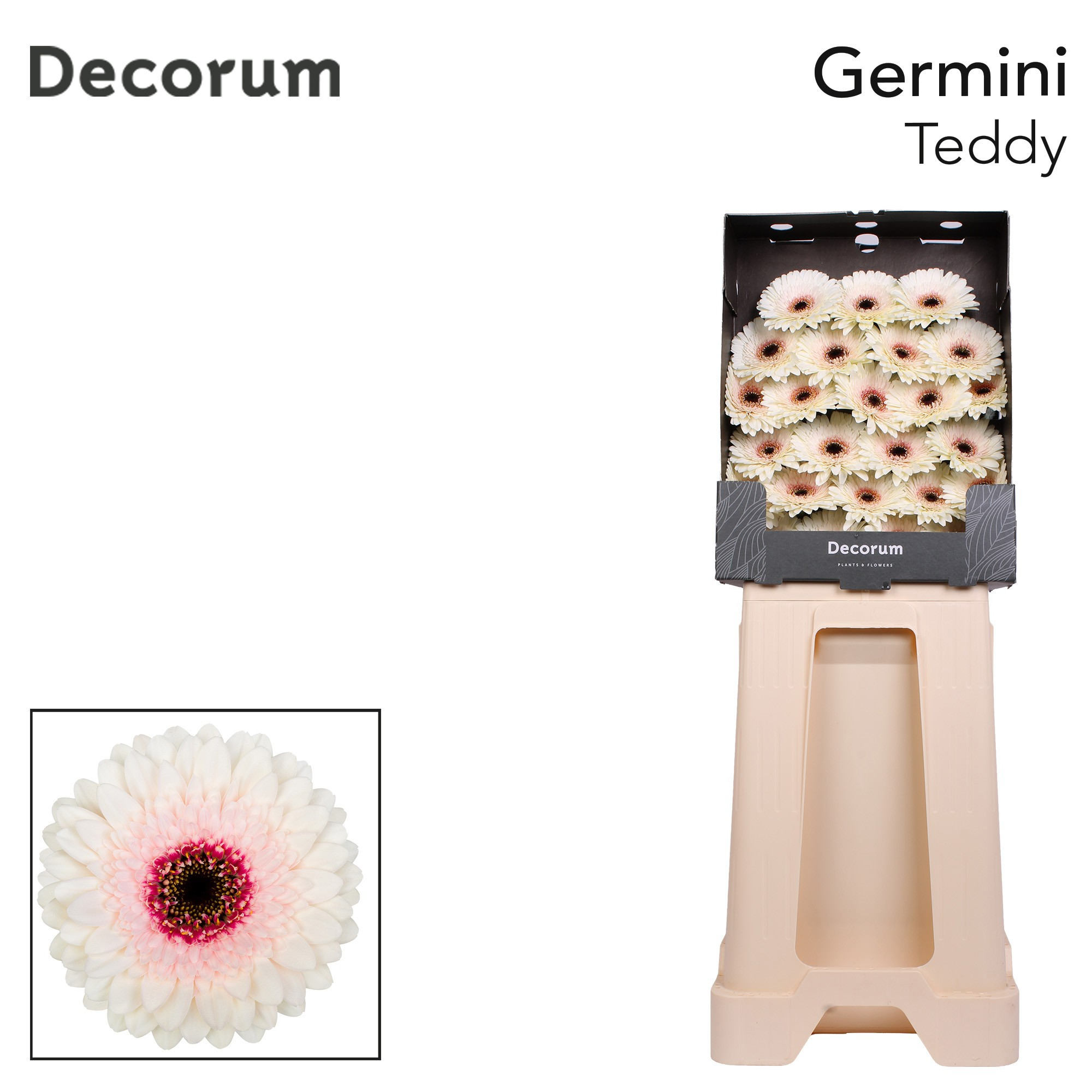 Germini Teddy Diamond
