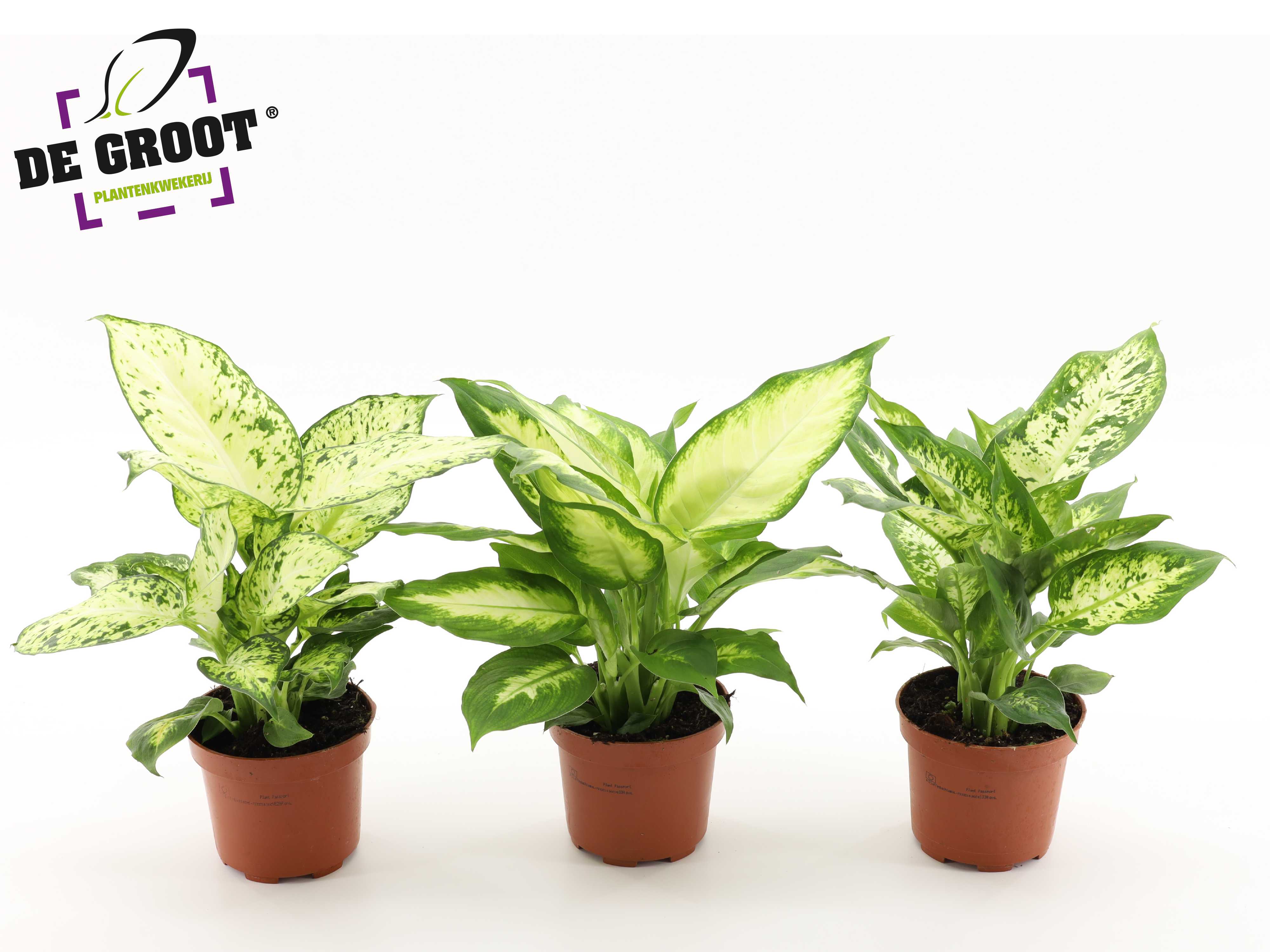 Picture of Dieffenbachia in varieties P12 30CM