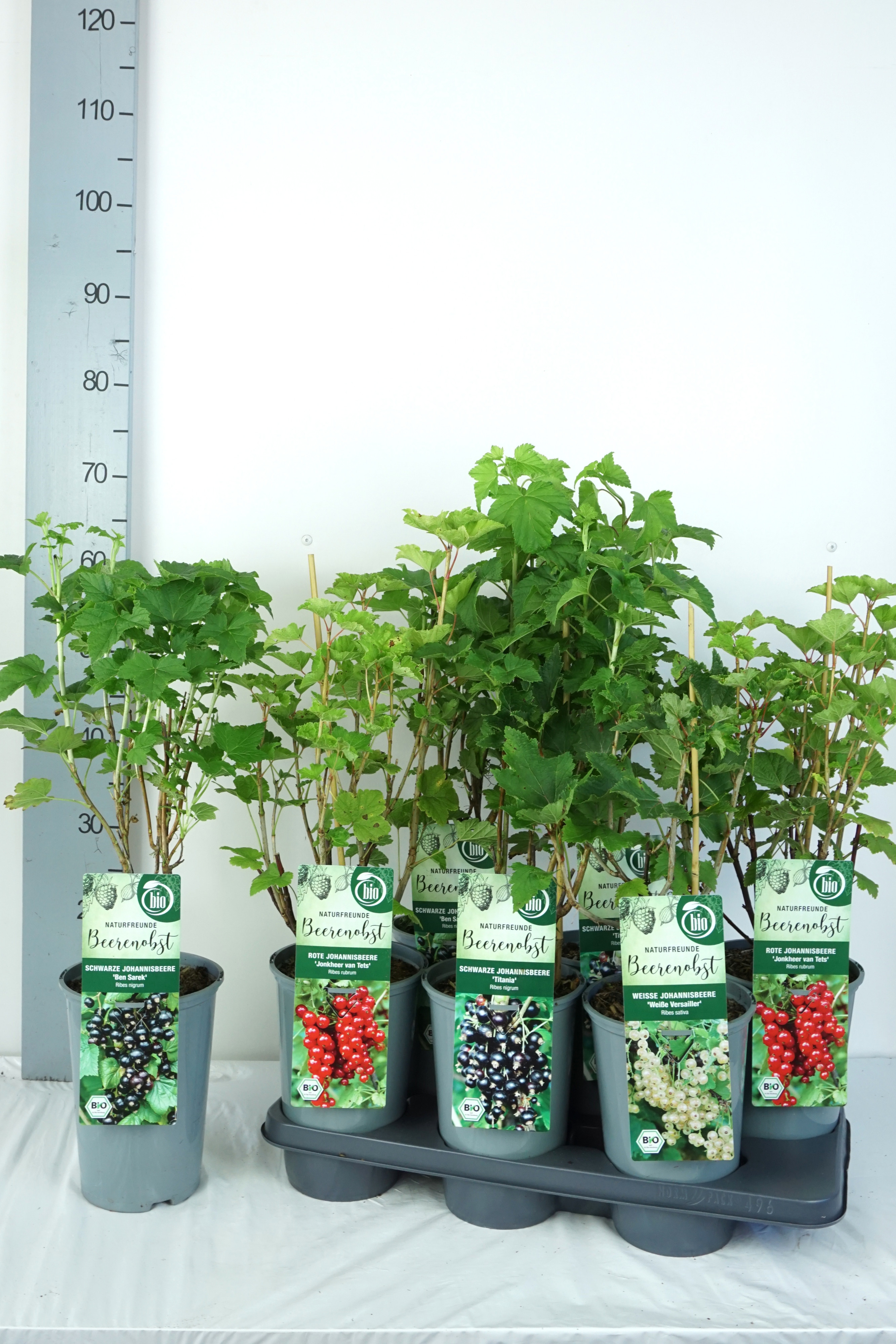 Ribes BIO Ribes in varieties DE-ÖKO-006