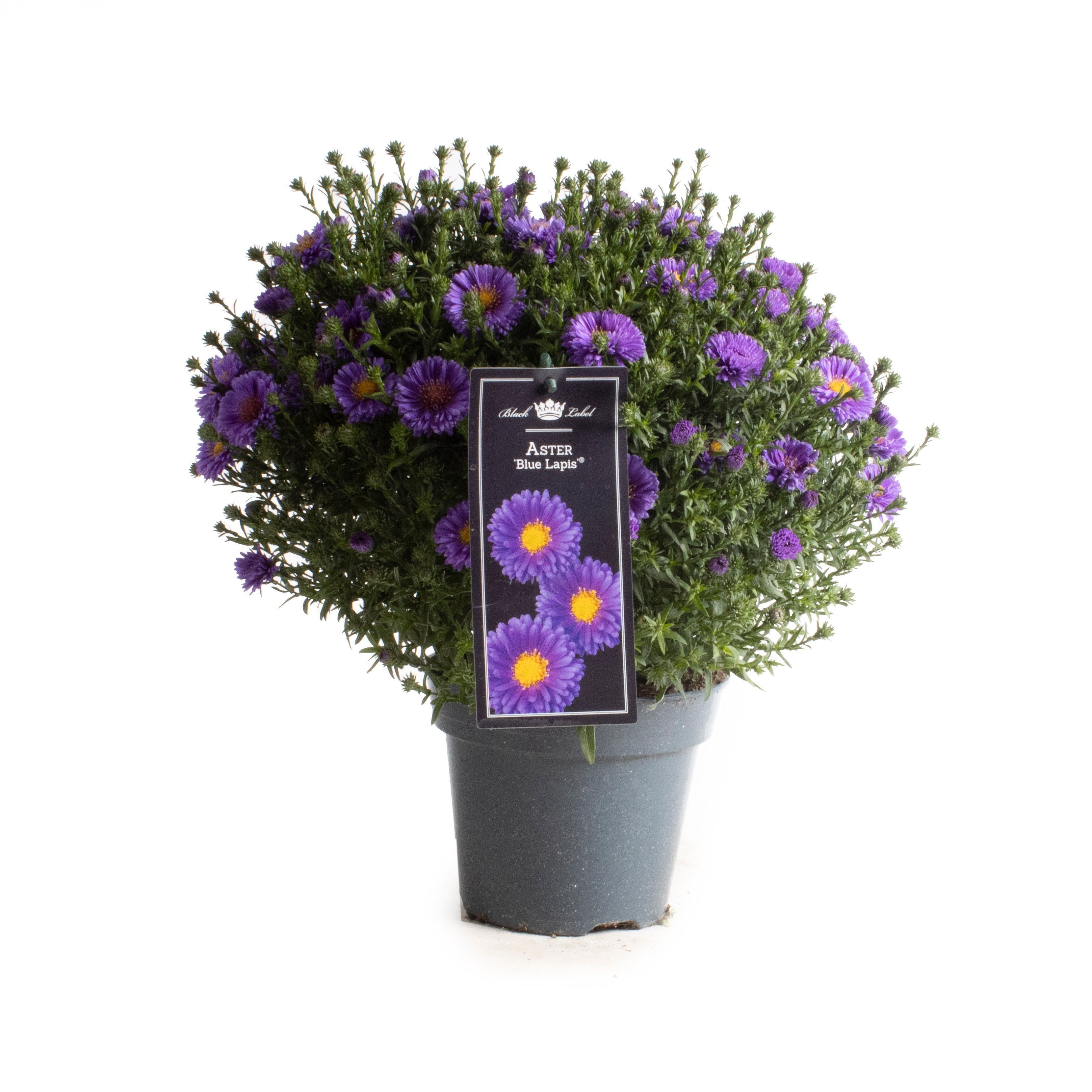 Picture of Aster Blue